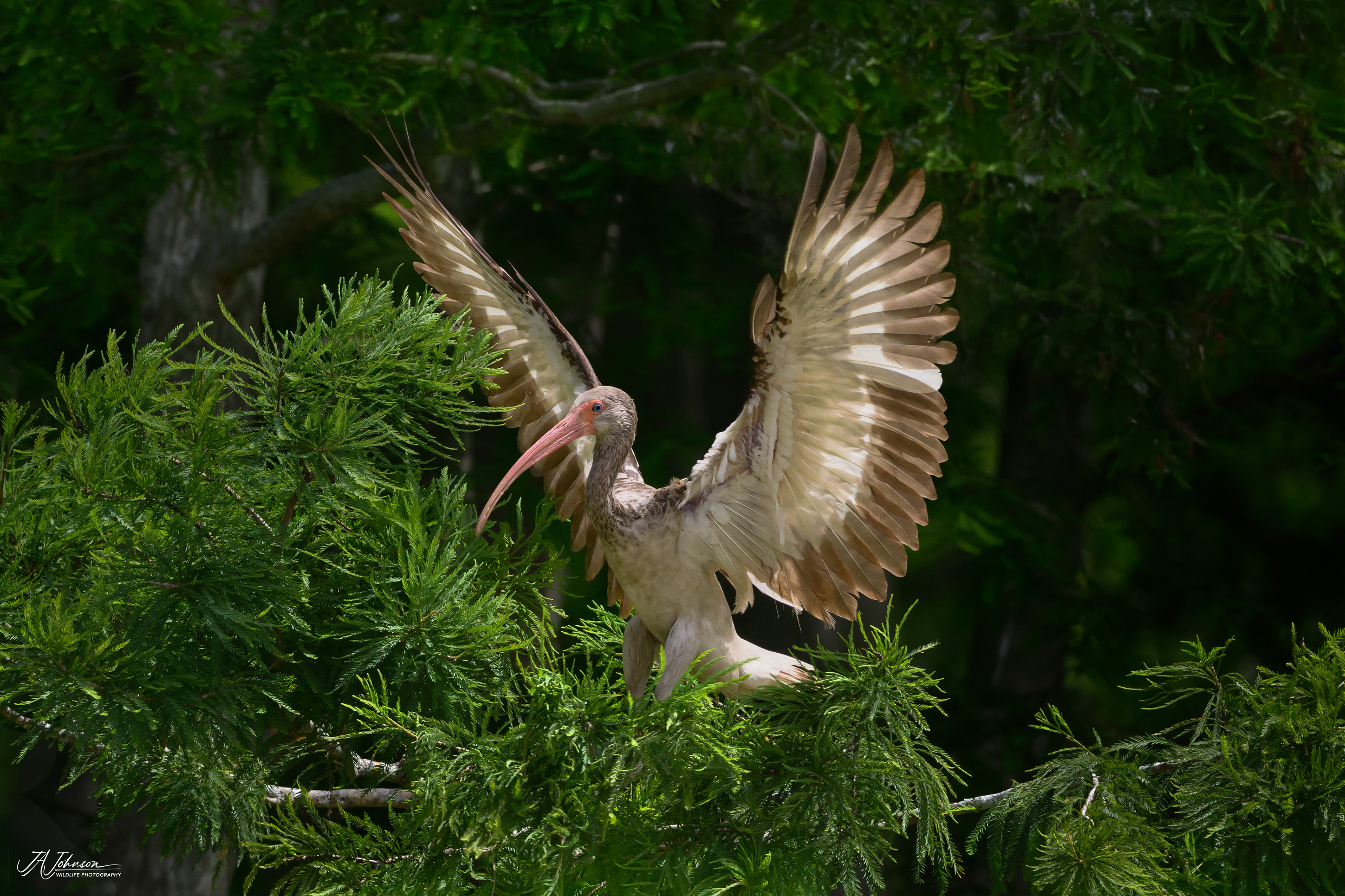 White Ibis (Immature)