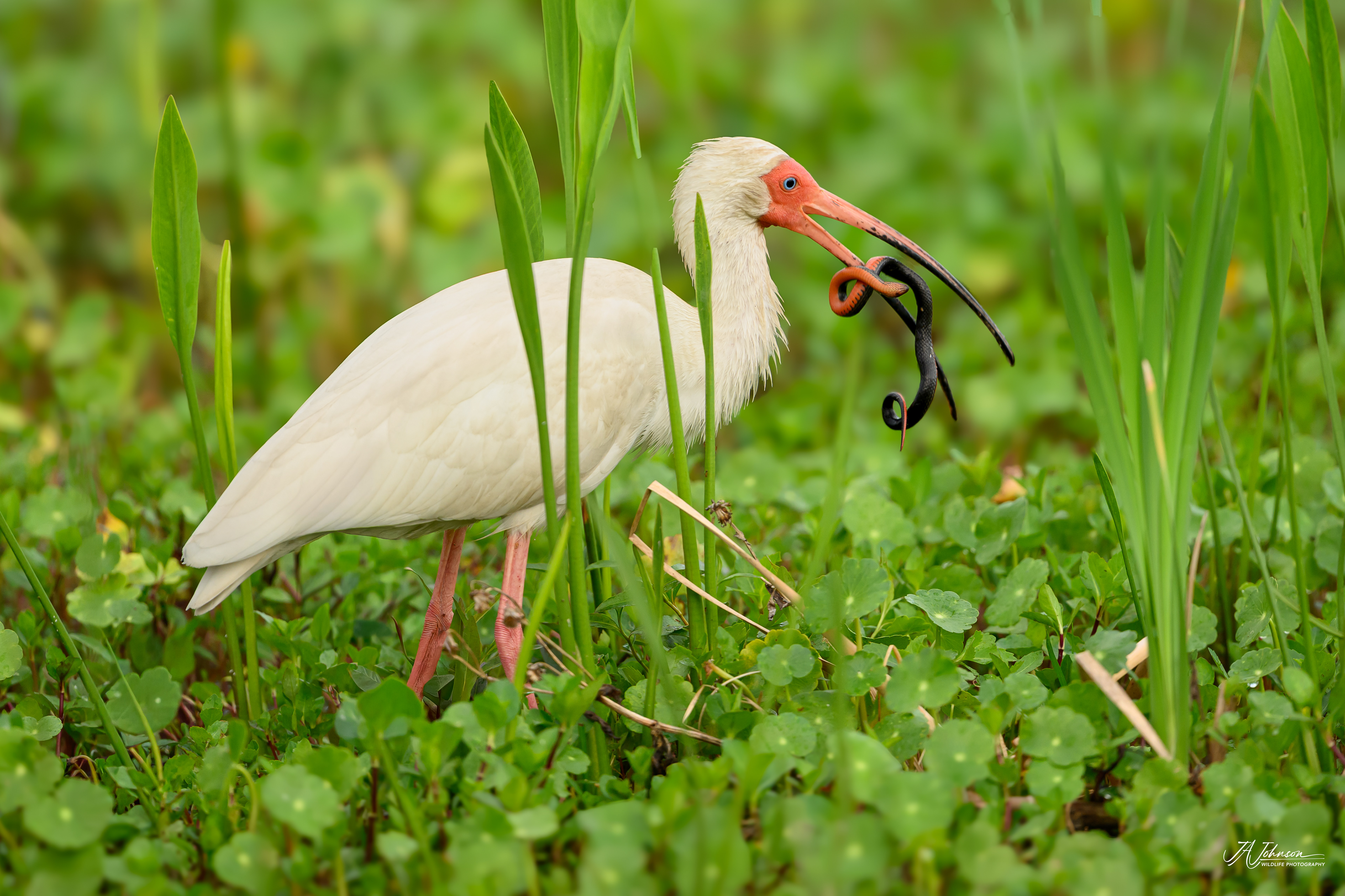 White Ibis
