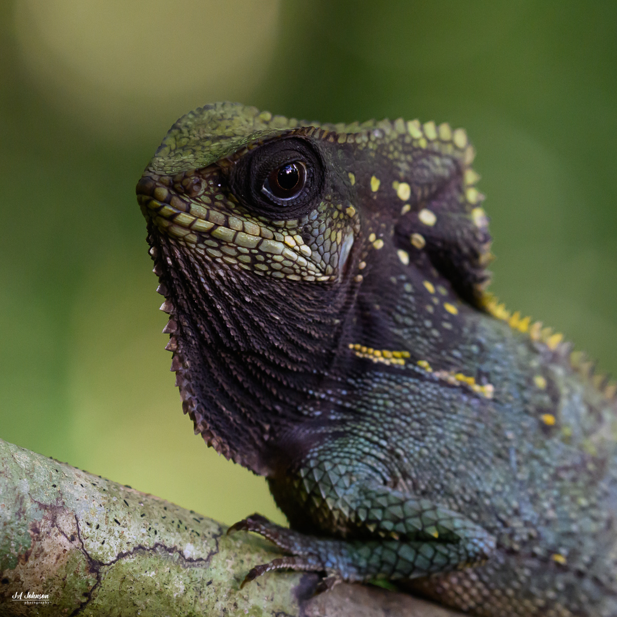 Helmeted Iguana