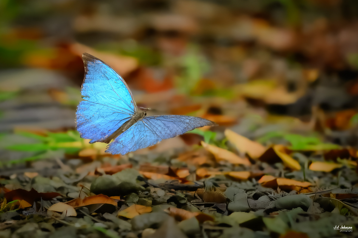 Blue Morpho Butterfly