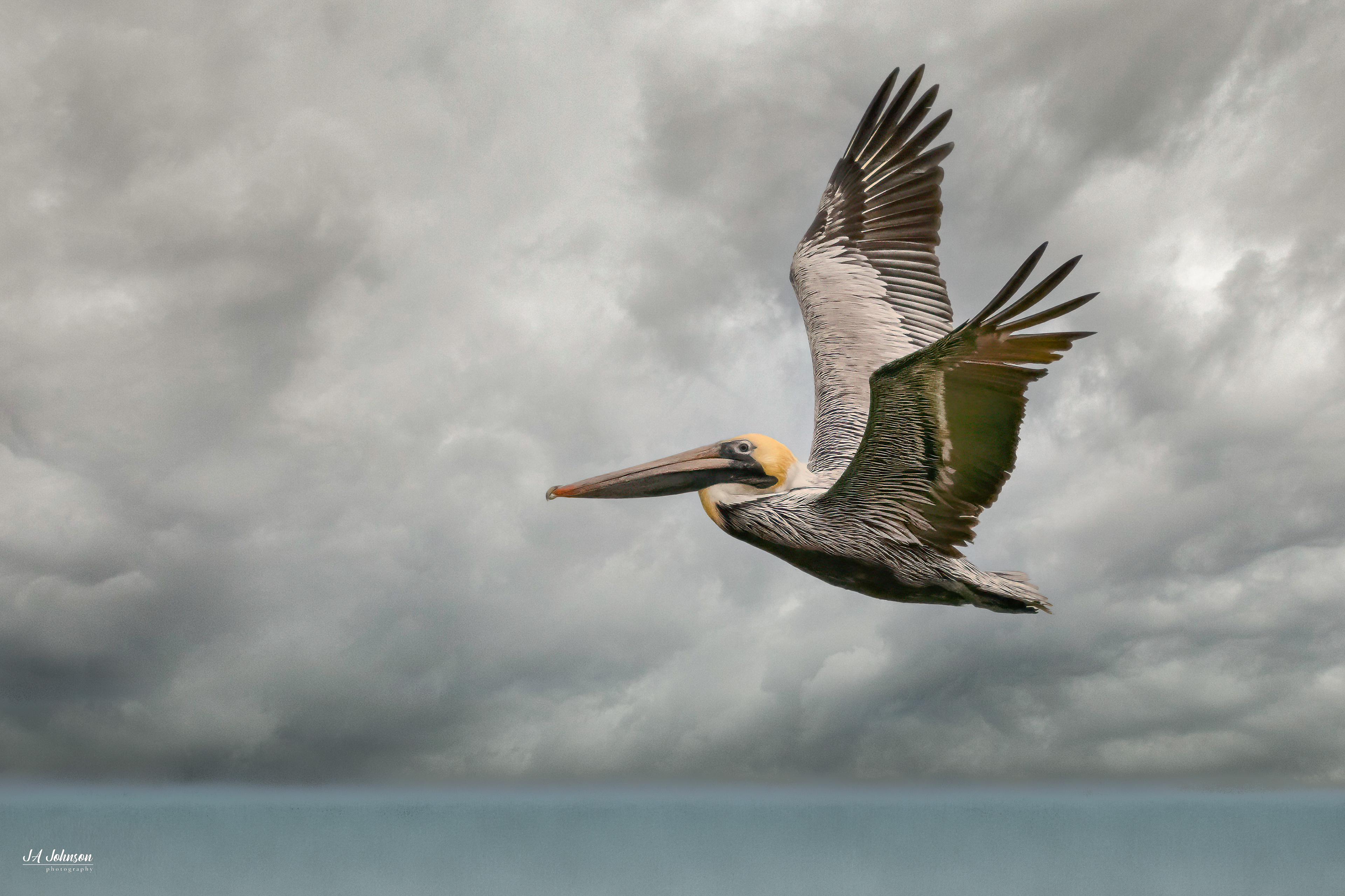 Brown Pelican