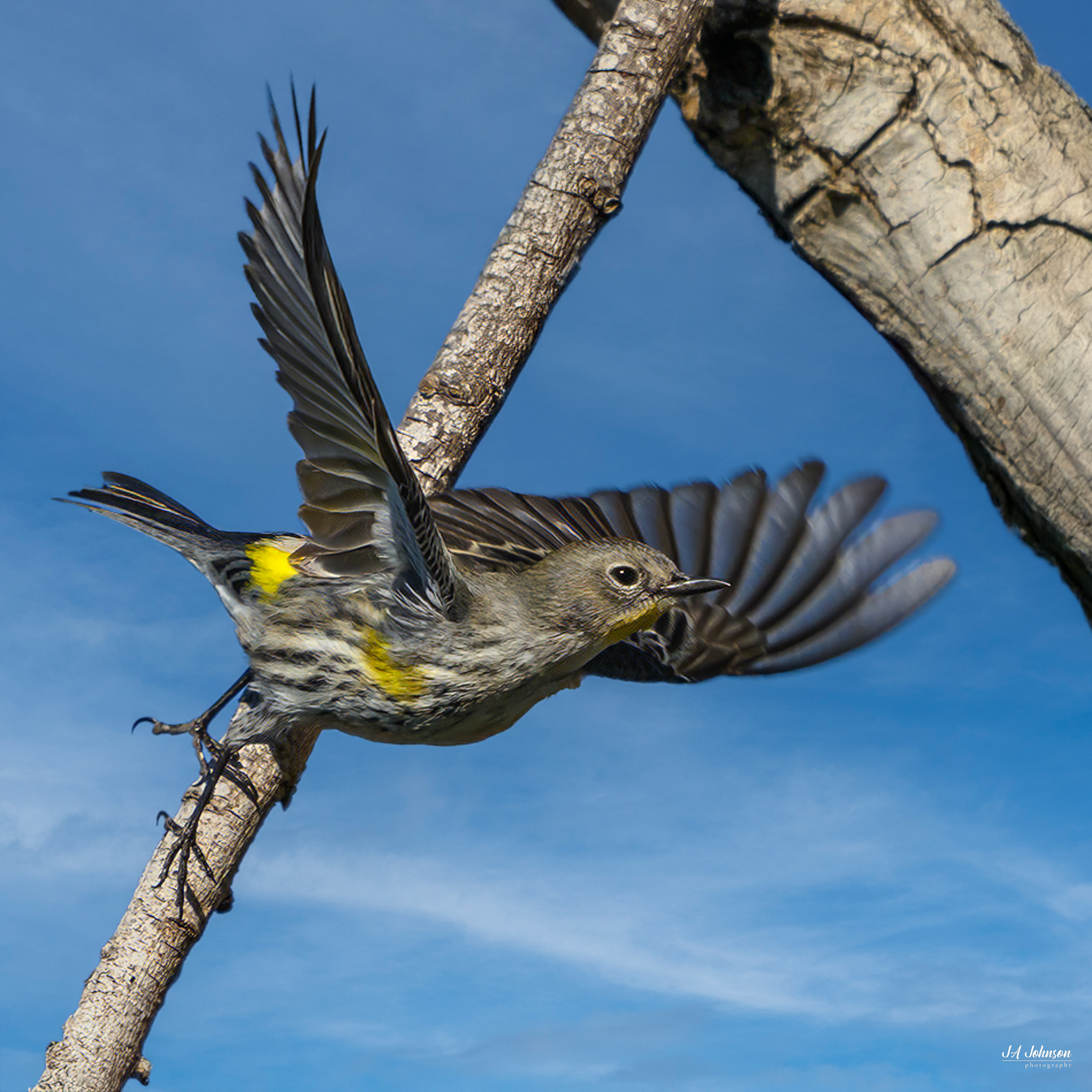 Yellow Rumped Warbler