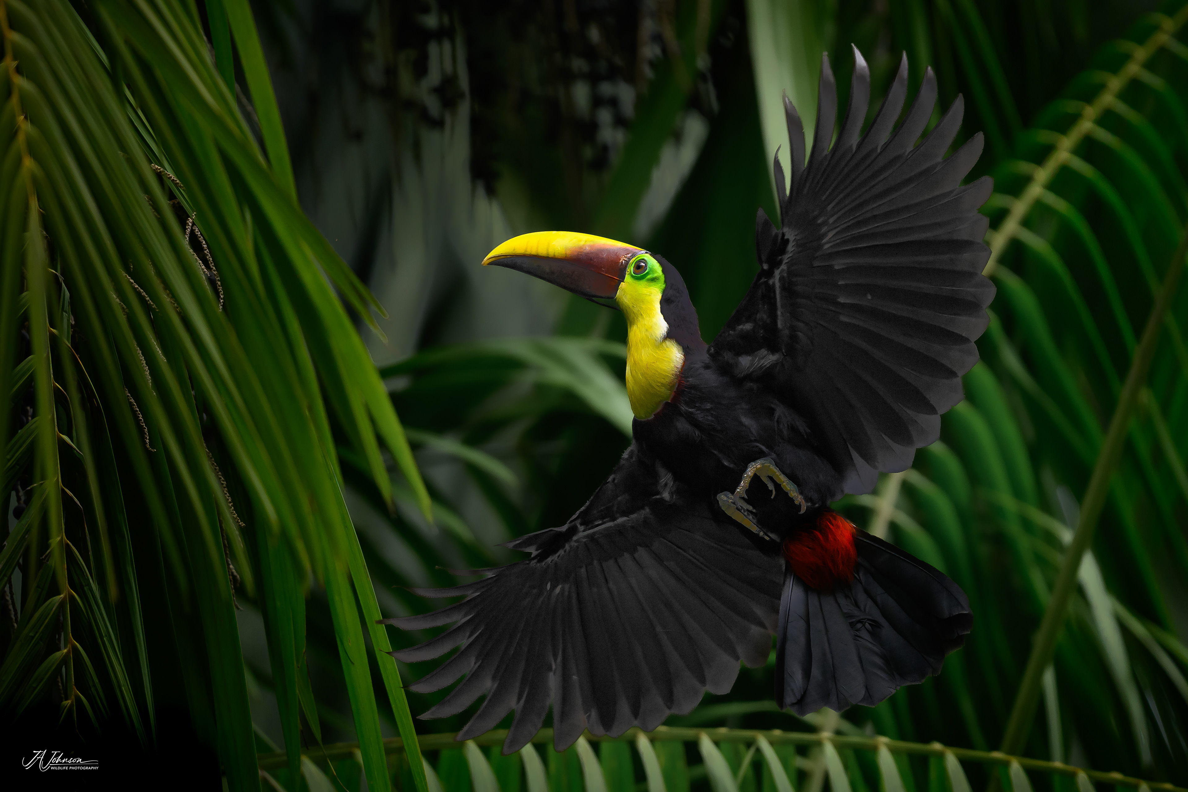 Yellow Throated Toucan on the Osa Peninsula in Costa Rica