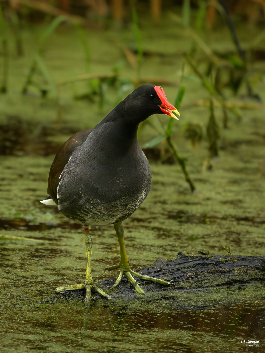 Gallinule