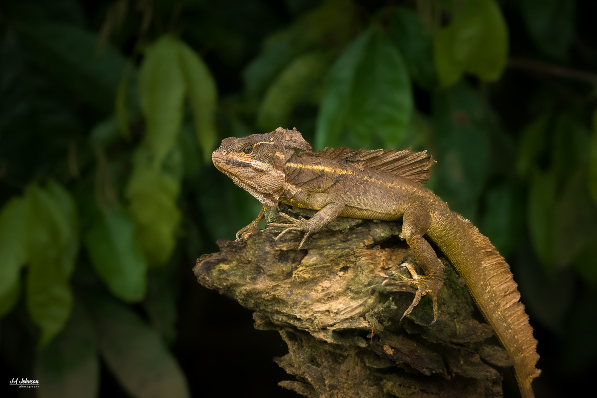 Basilisk Lizard