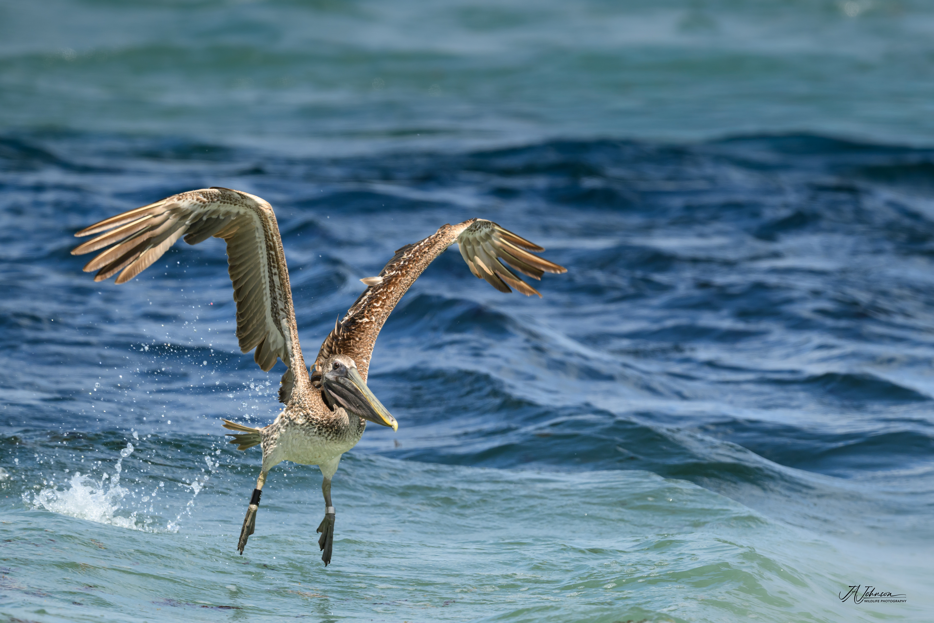 Brown Pelican