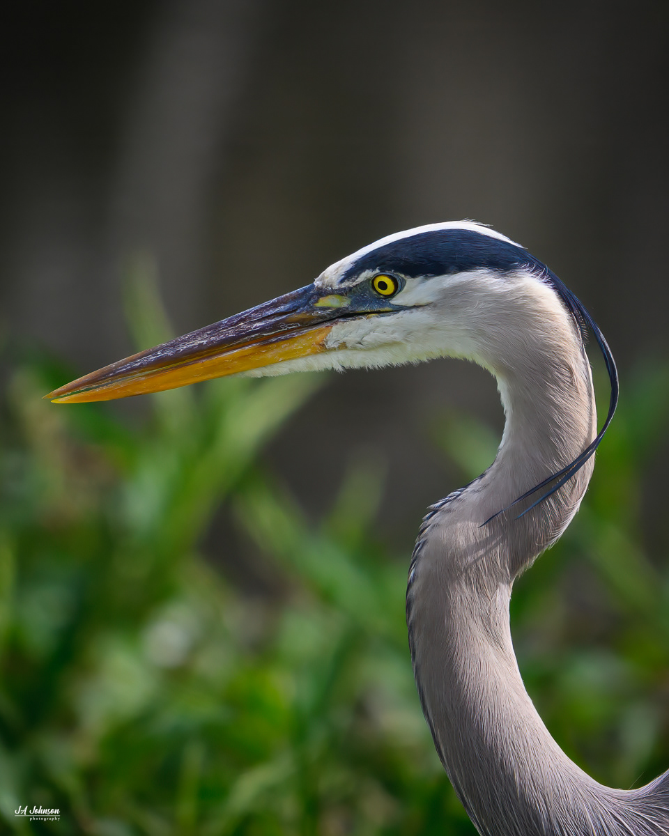 Great Blue Heron