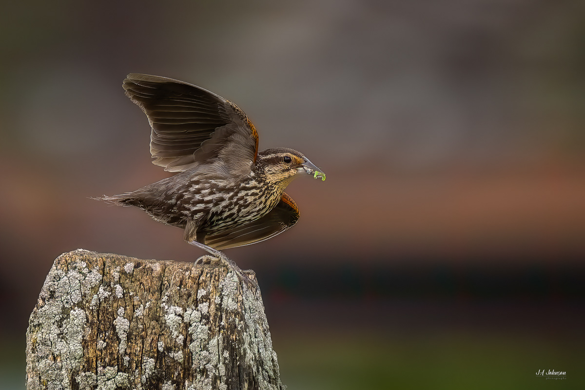 Immature Red Winged Blackbird