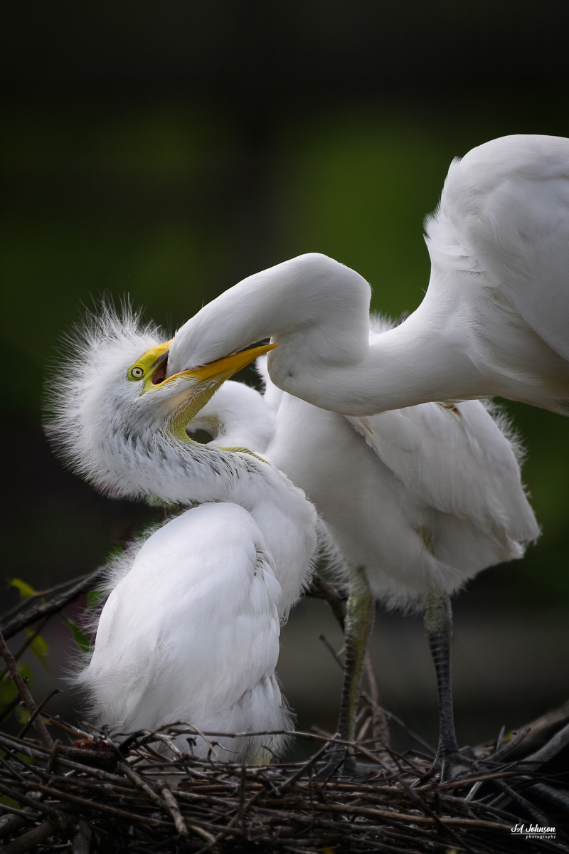 Great Egrets