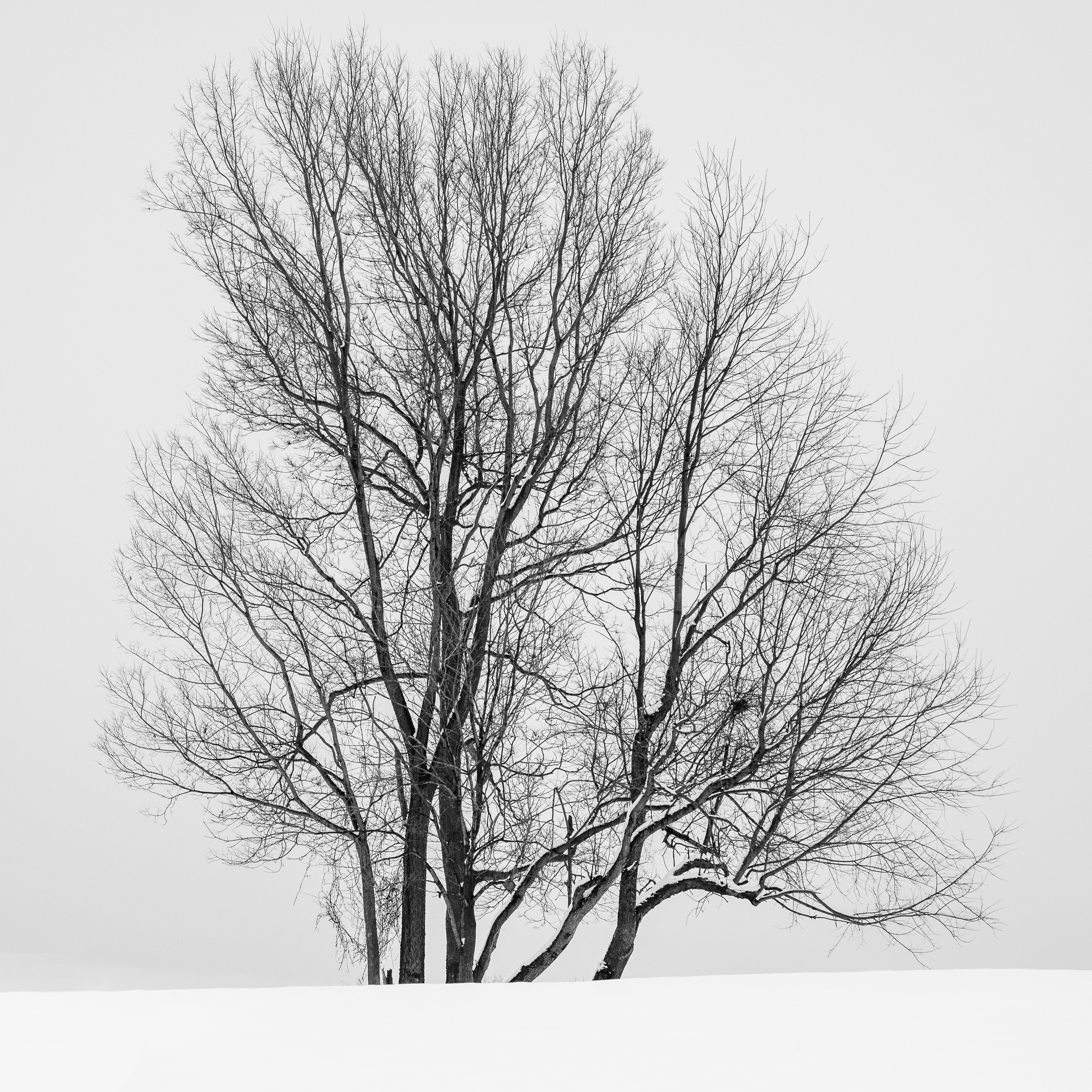 Oak