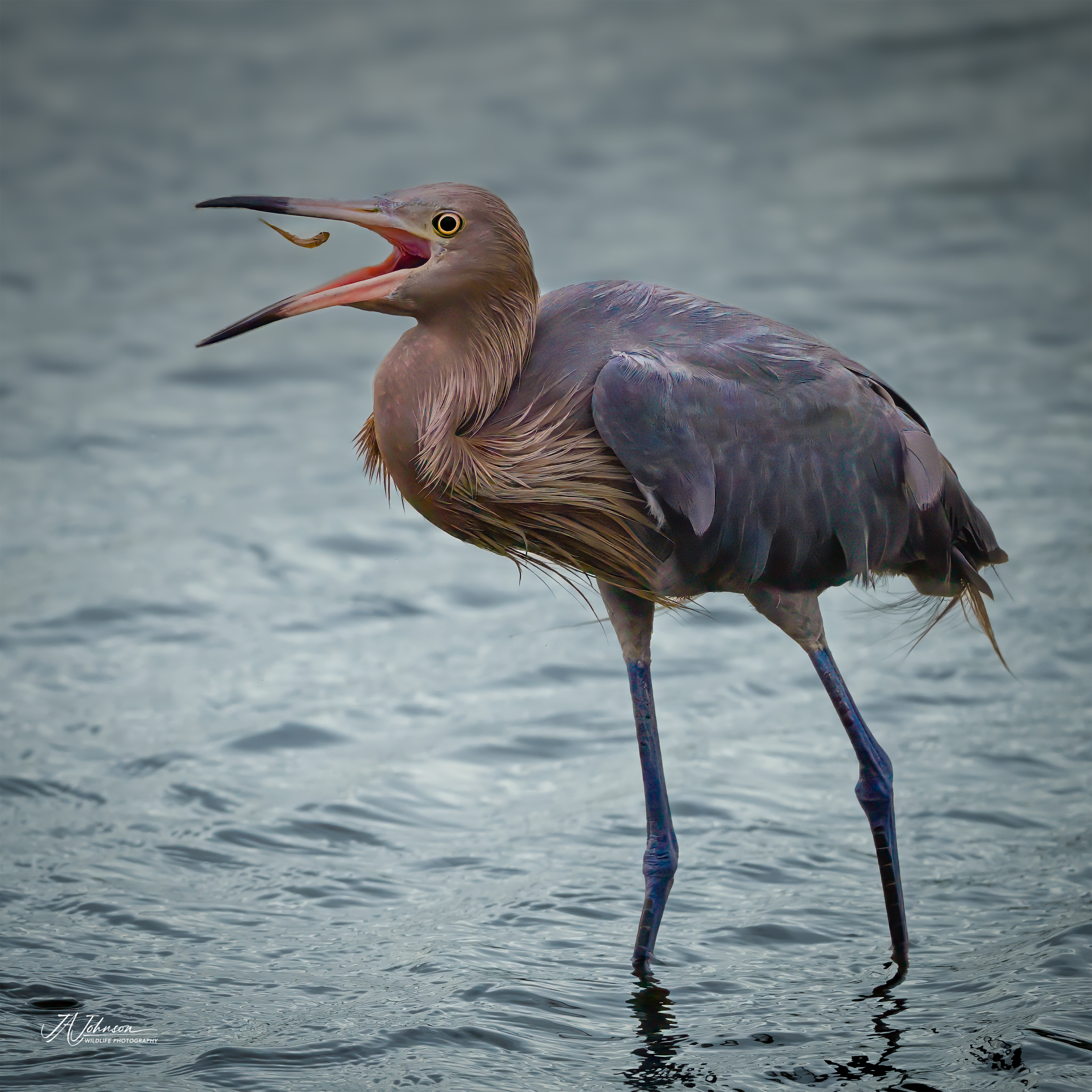 Reddish Egret (Immature)