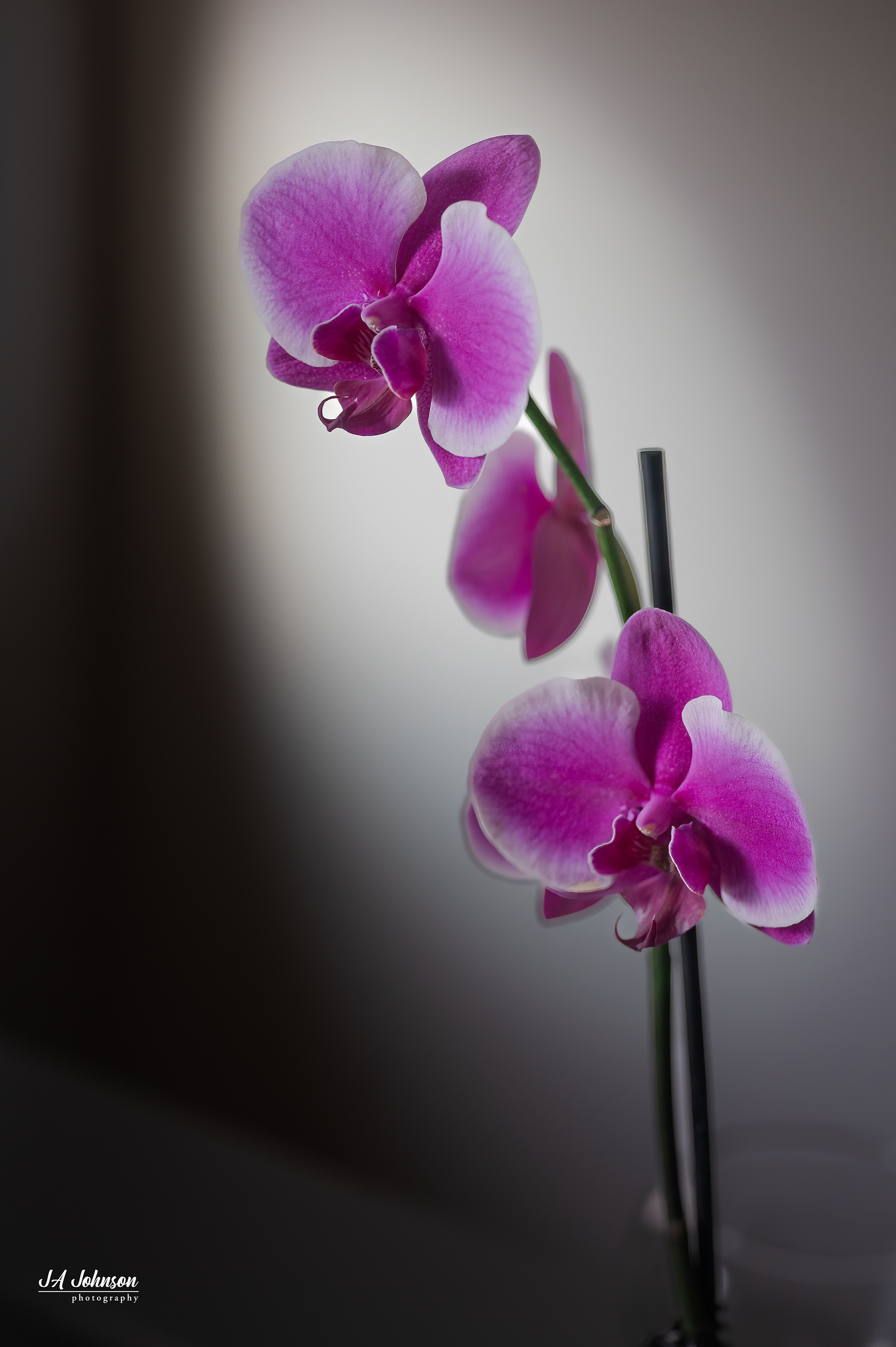 Orchids
