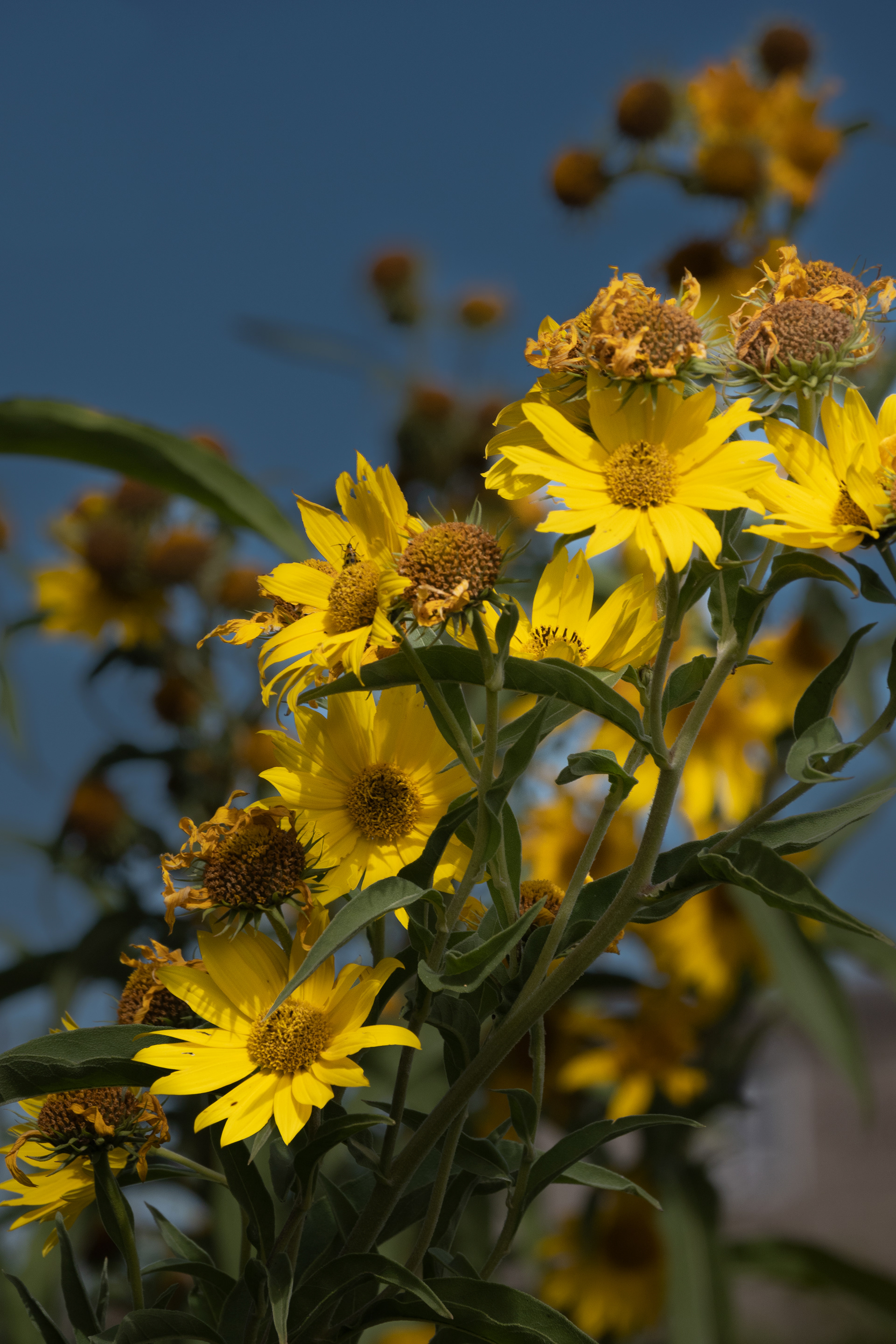 Maximilian Sunflower
