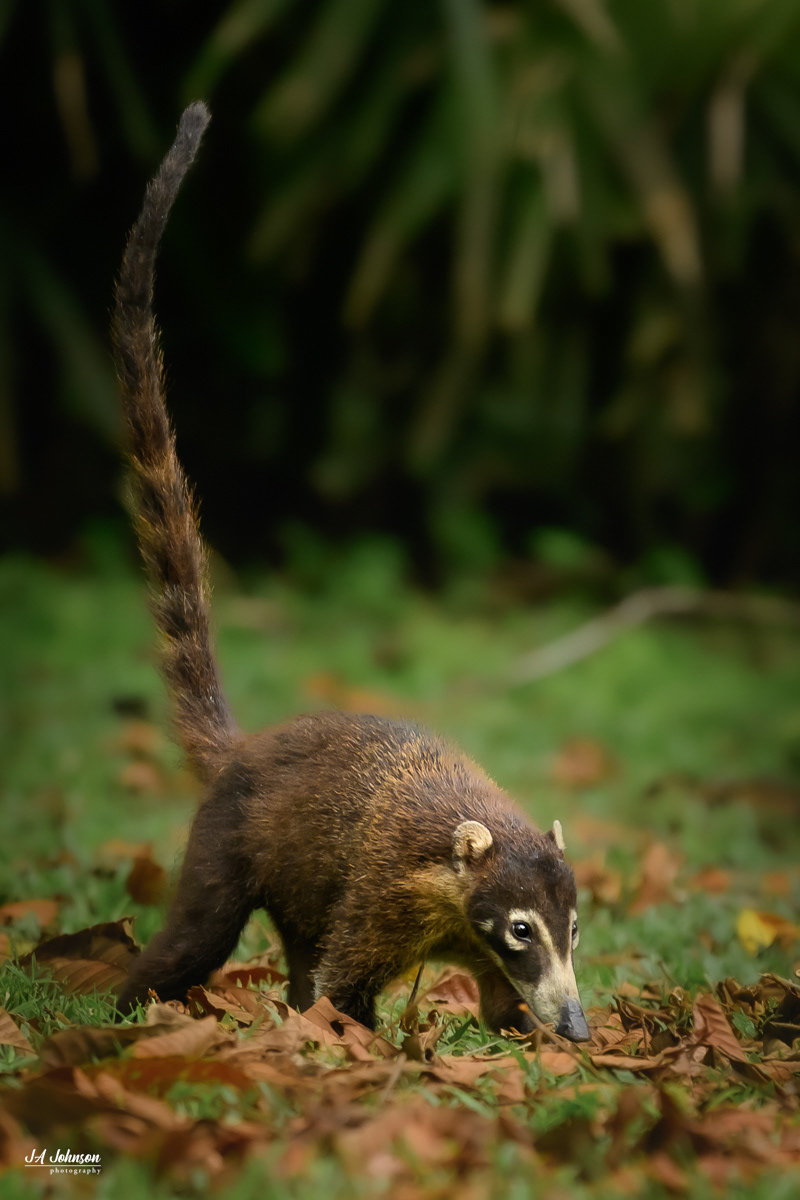 Coati