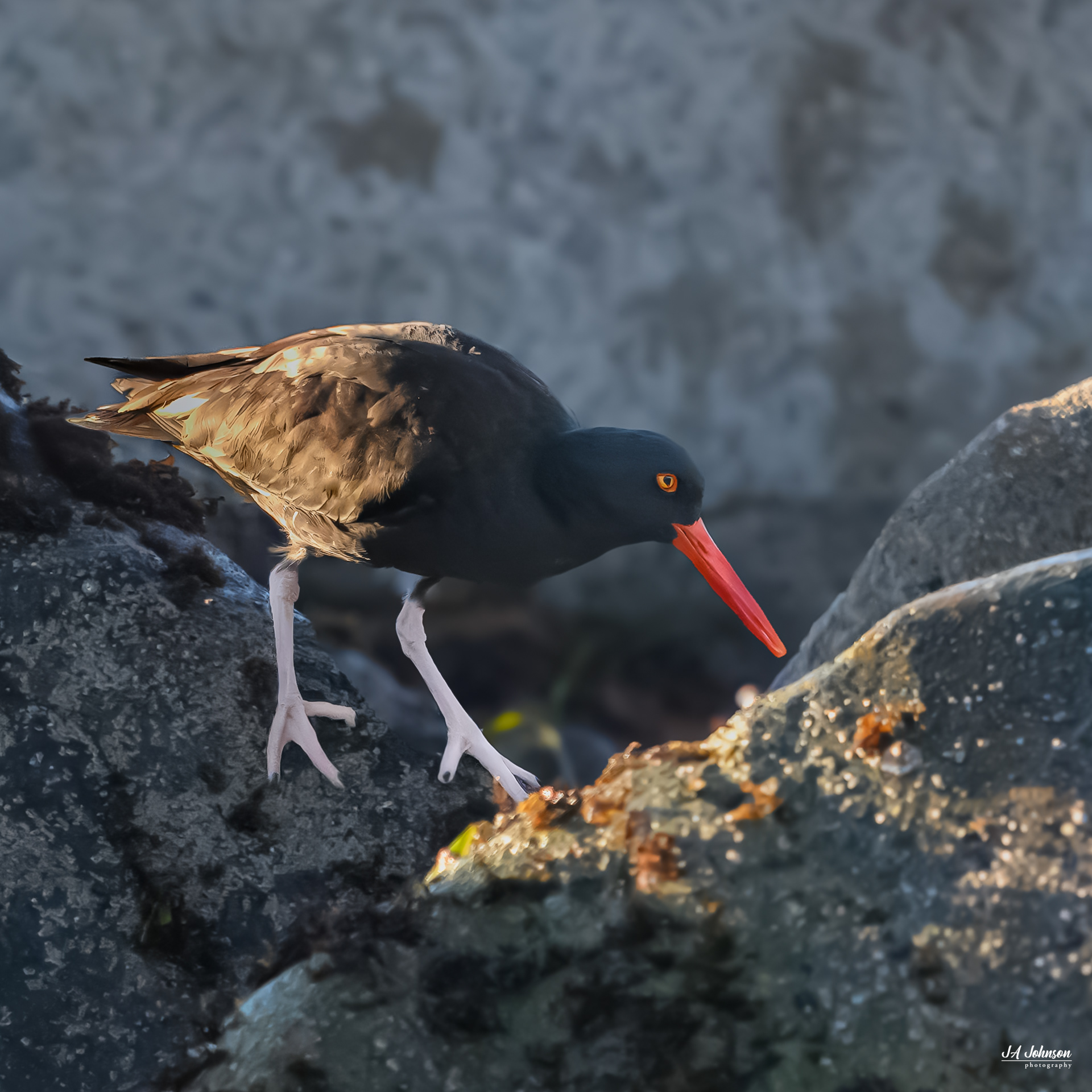 Black Oystercatcher