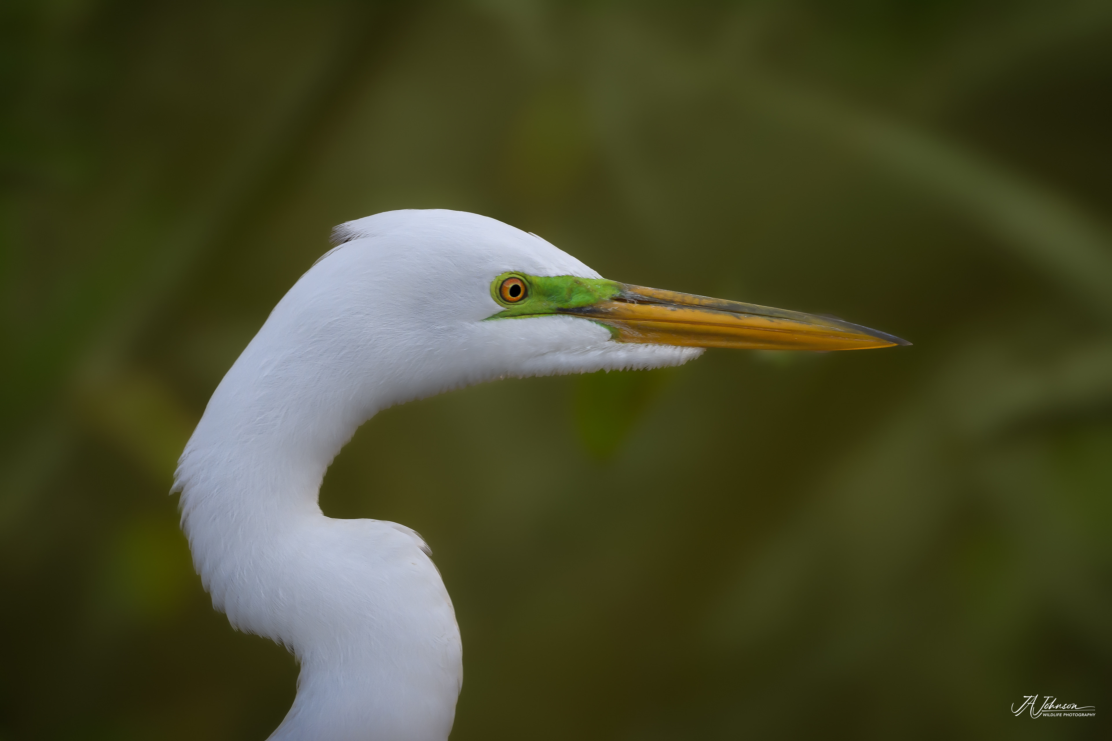 Great Egret
