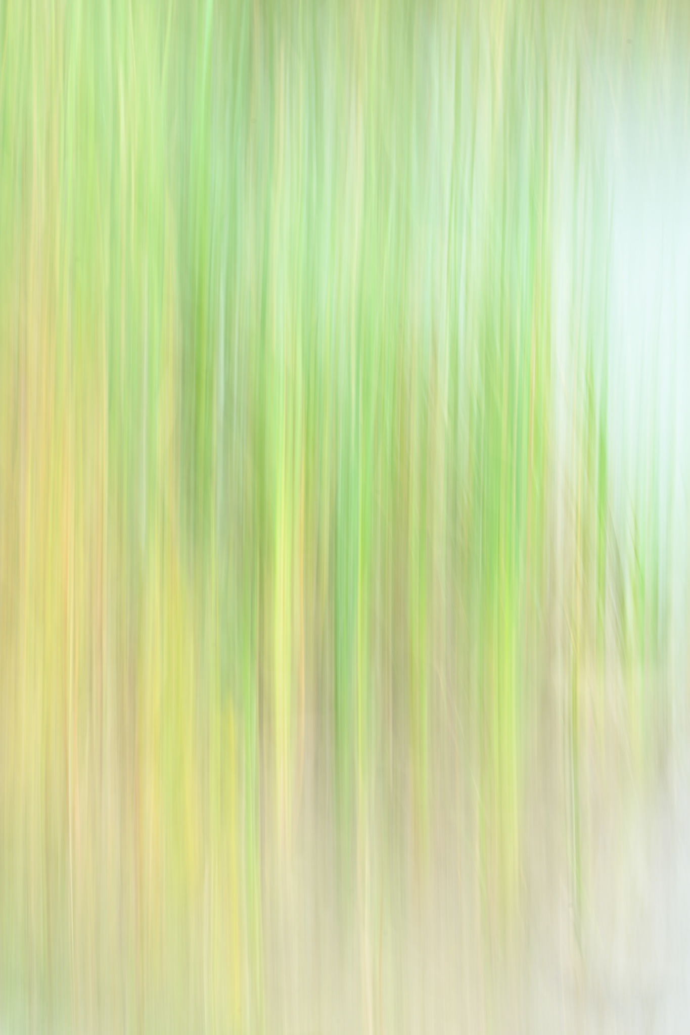 Intentional Camera Movement - Lakeside Reeds