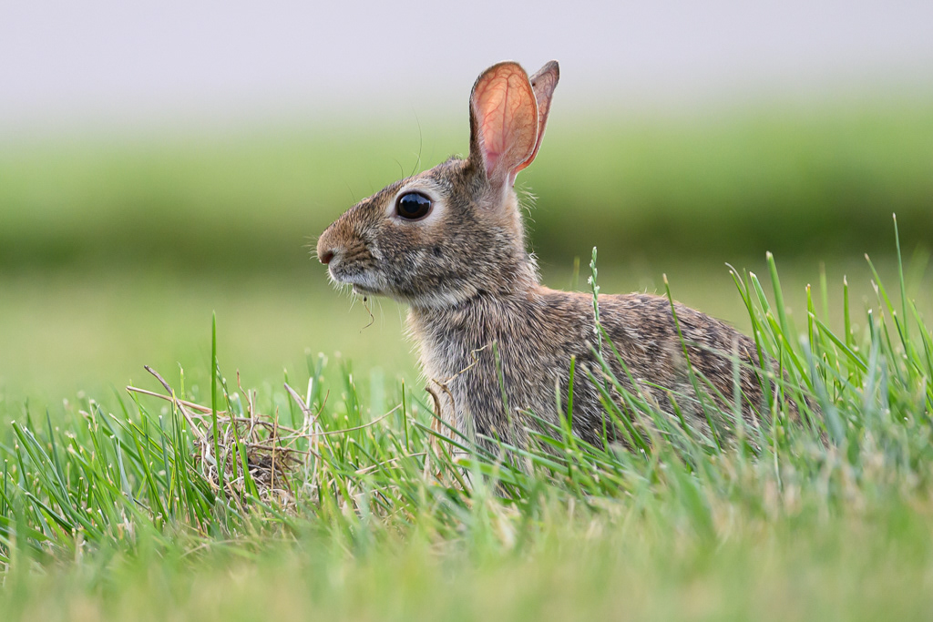 Eastern Cottontail Rabbit
