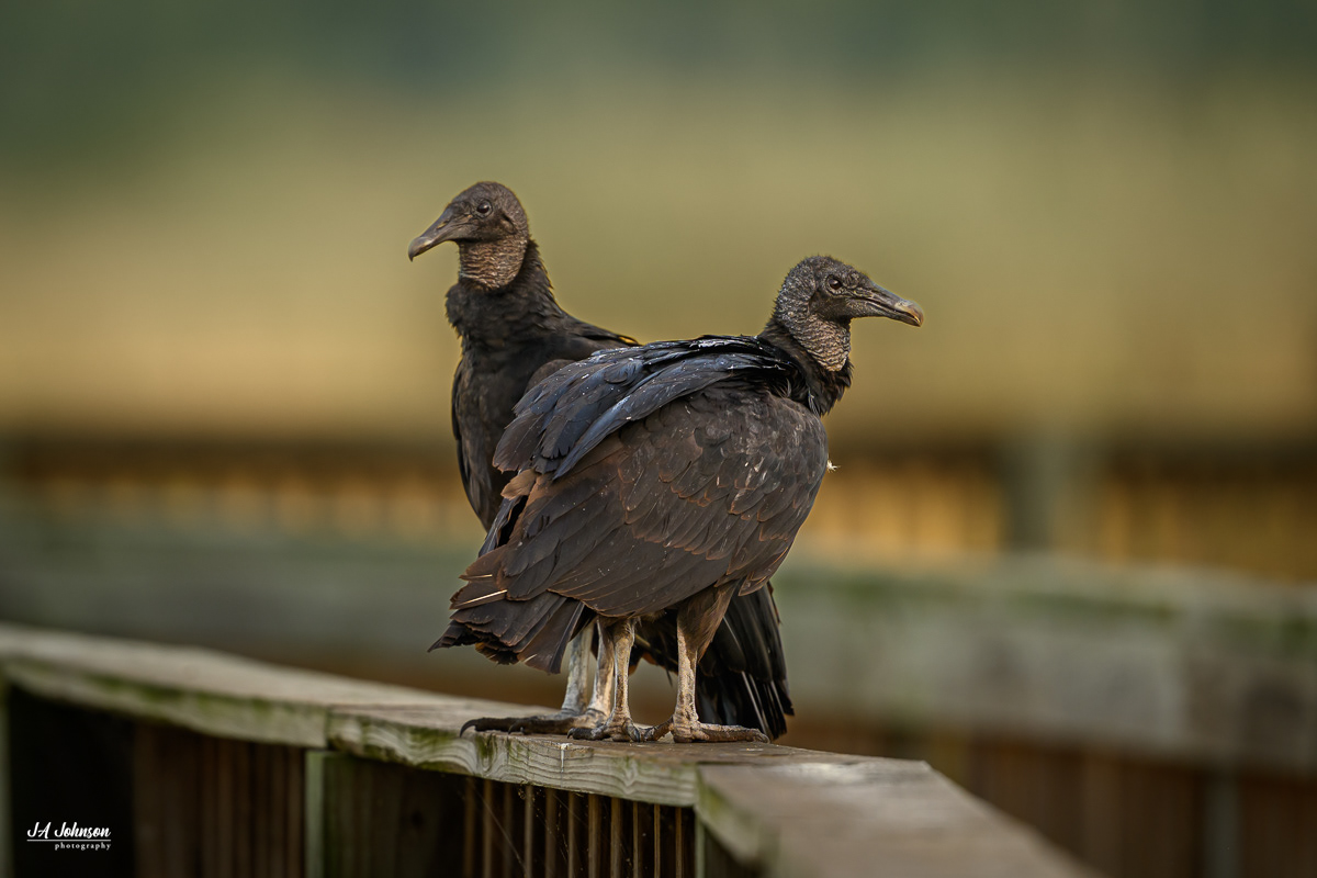 Black Vultures