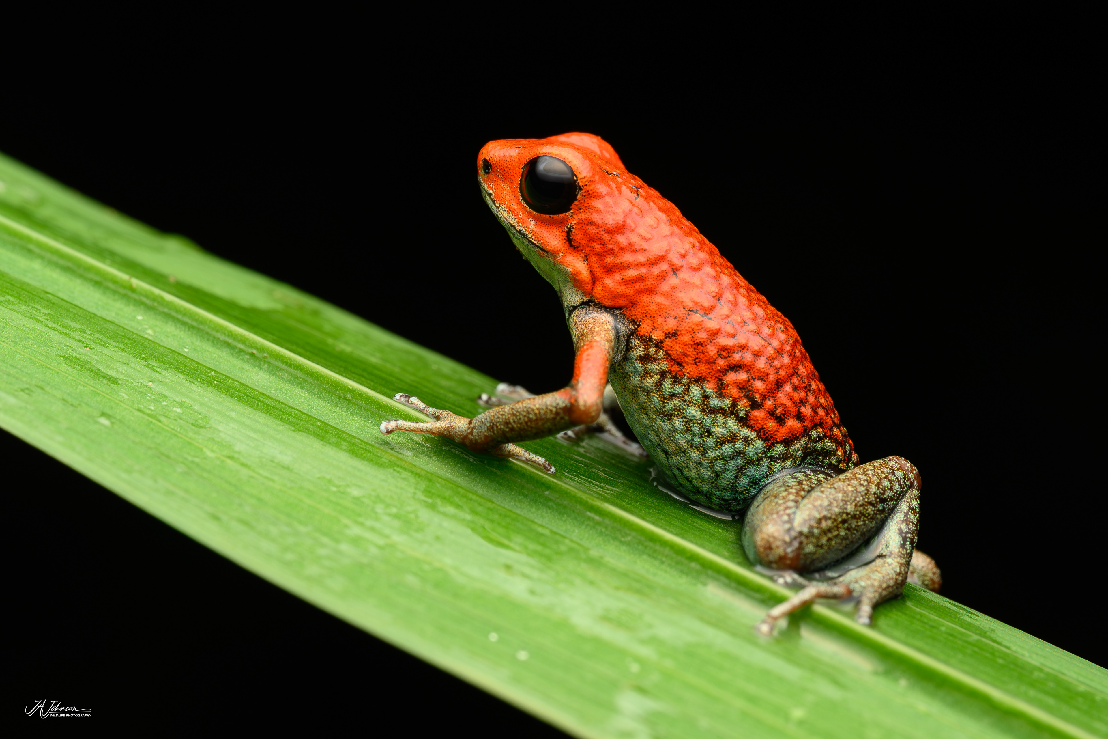 Poison Dart Frog
