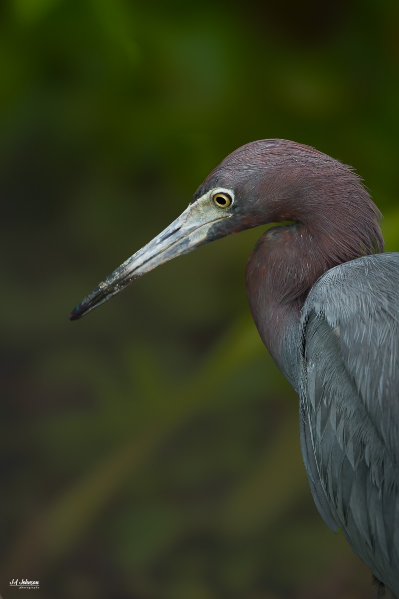Little Blue Heron