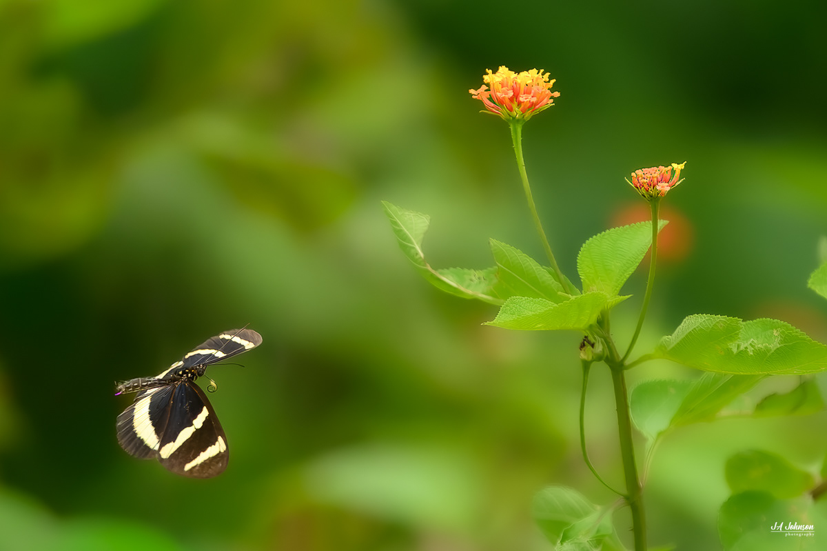 Zebra Longwing Butterfly