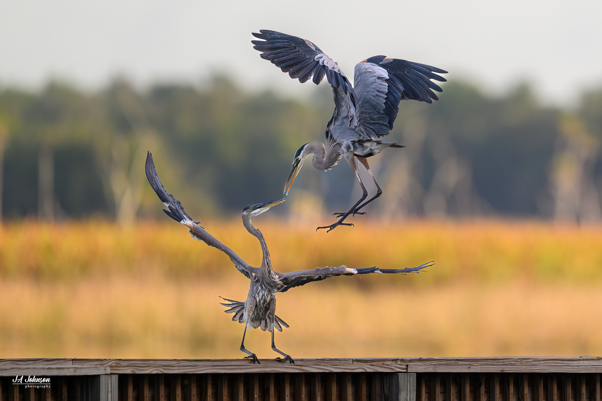 Great Blue Herons