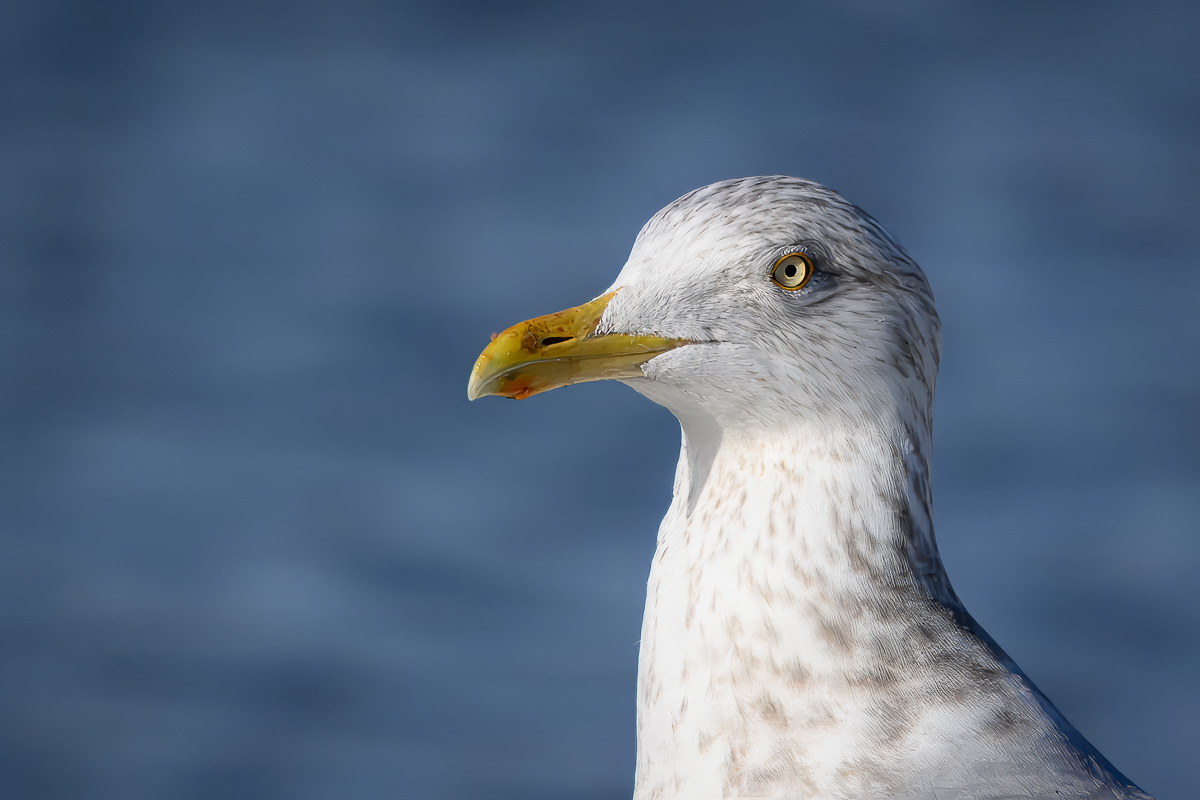 Herring Gull