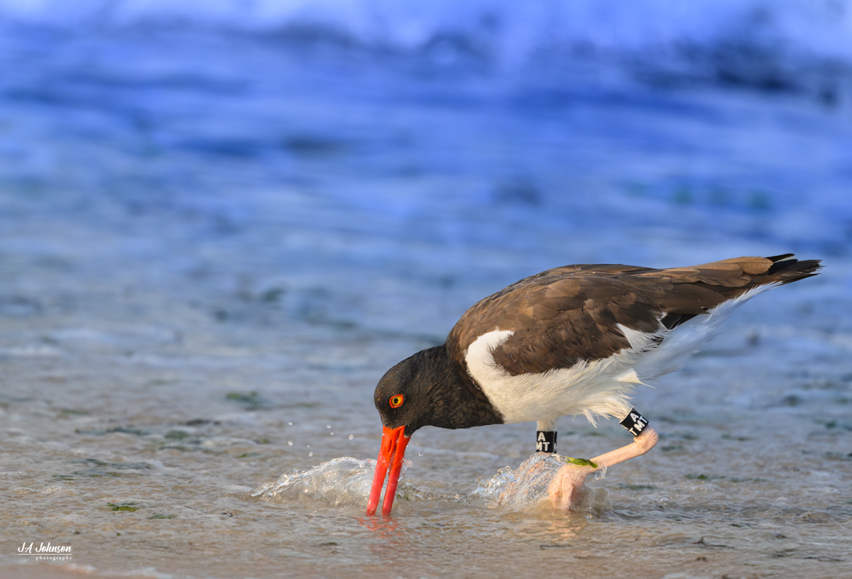 American Oystercatcher