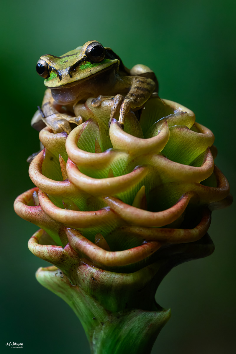 Neotropical Tree Frog