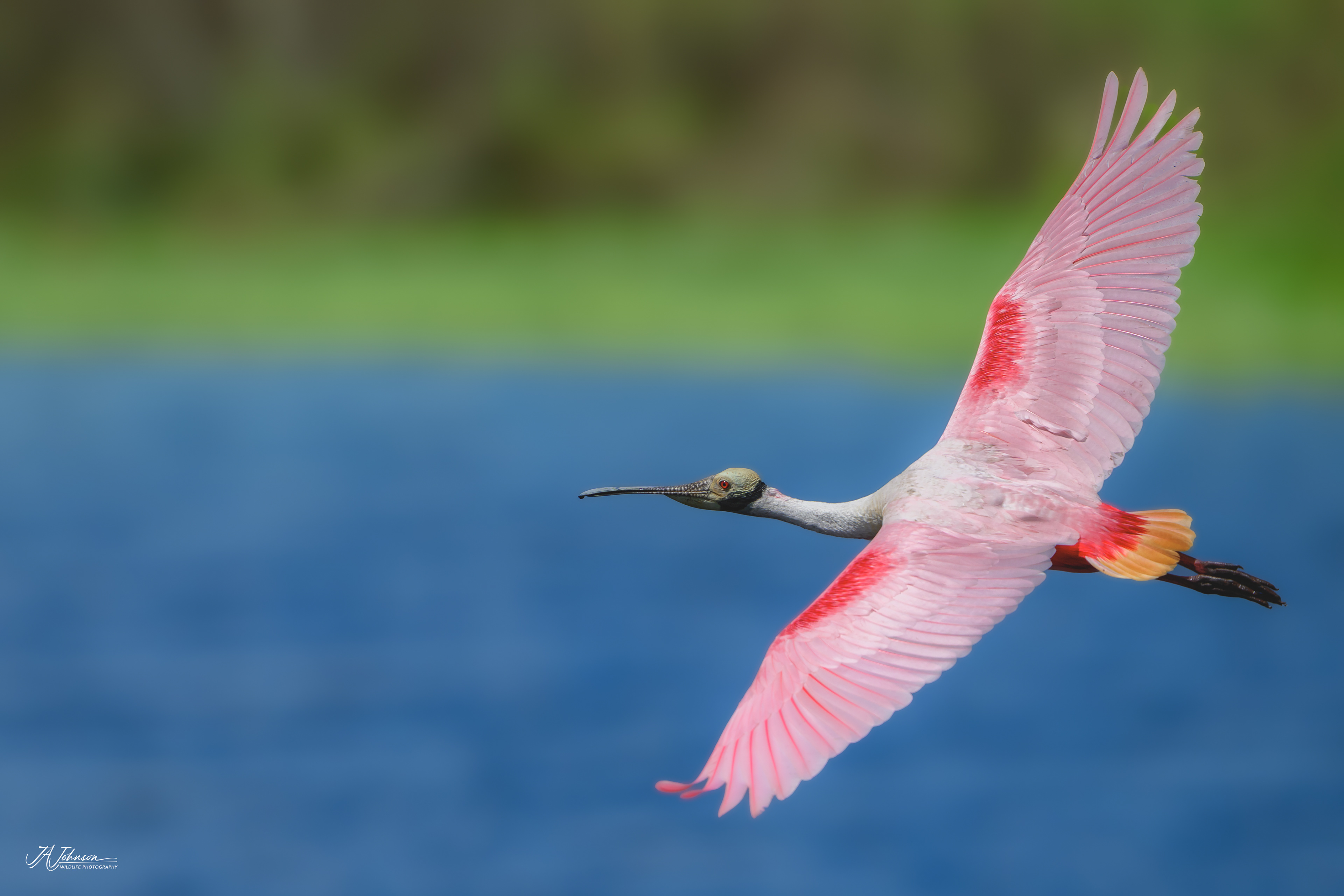 Roseate Spoonbill at Stick Marsh