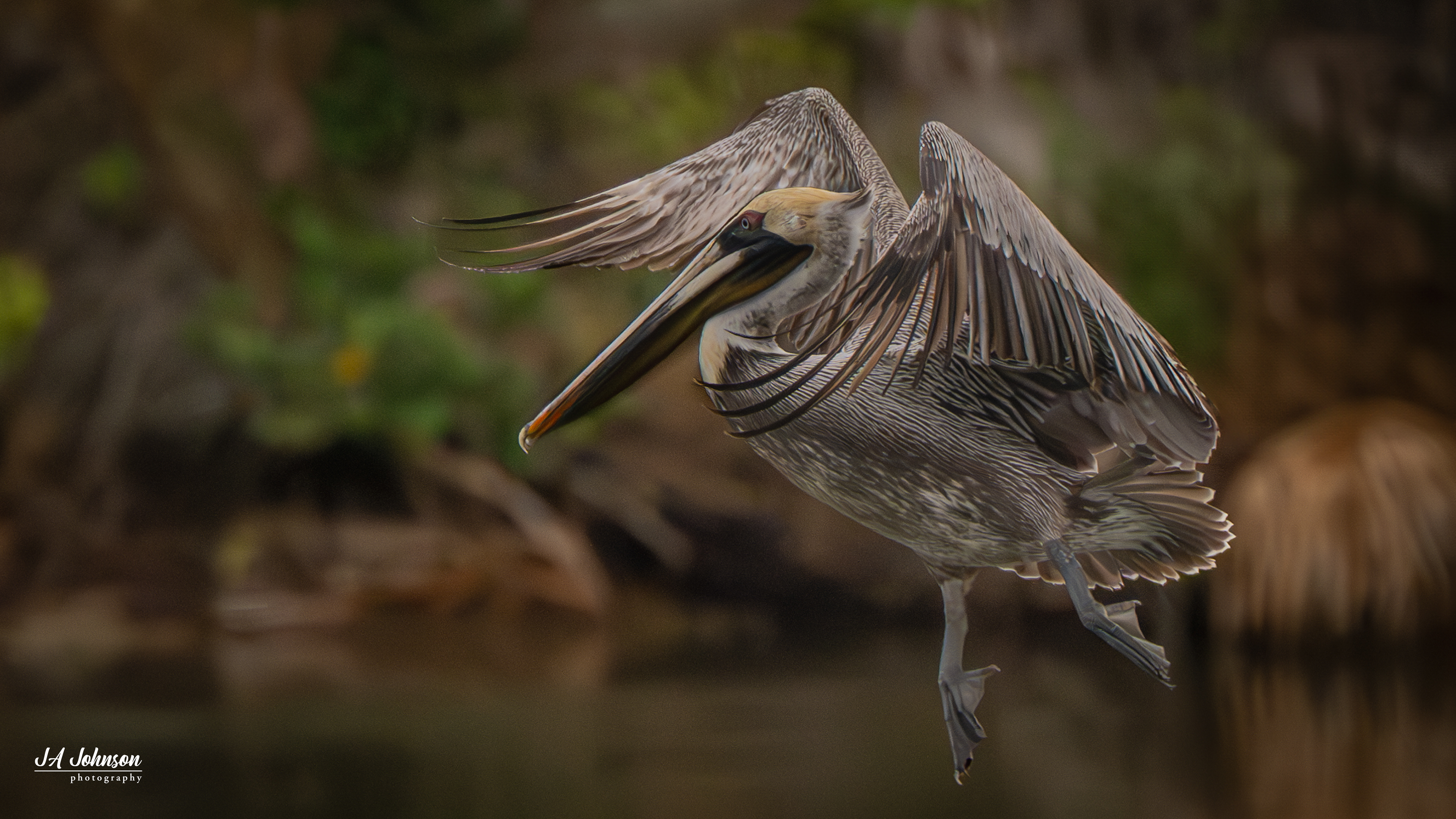 Brown Pelican