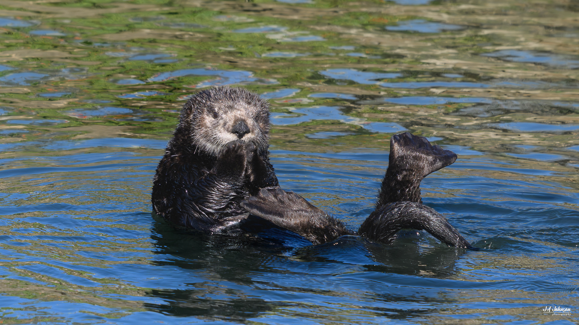 Otter