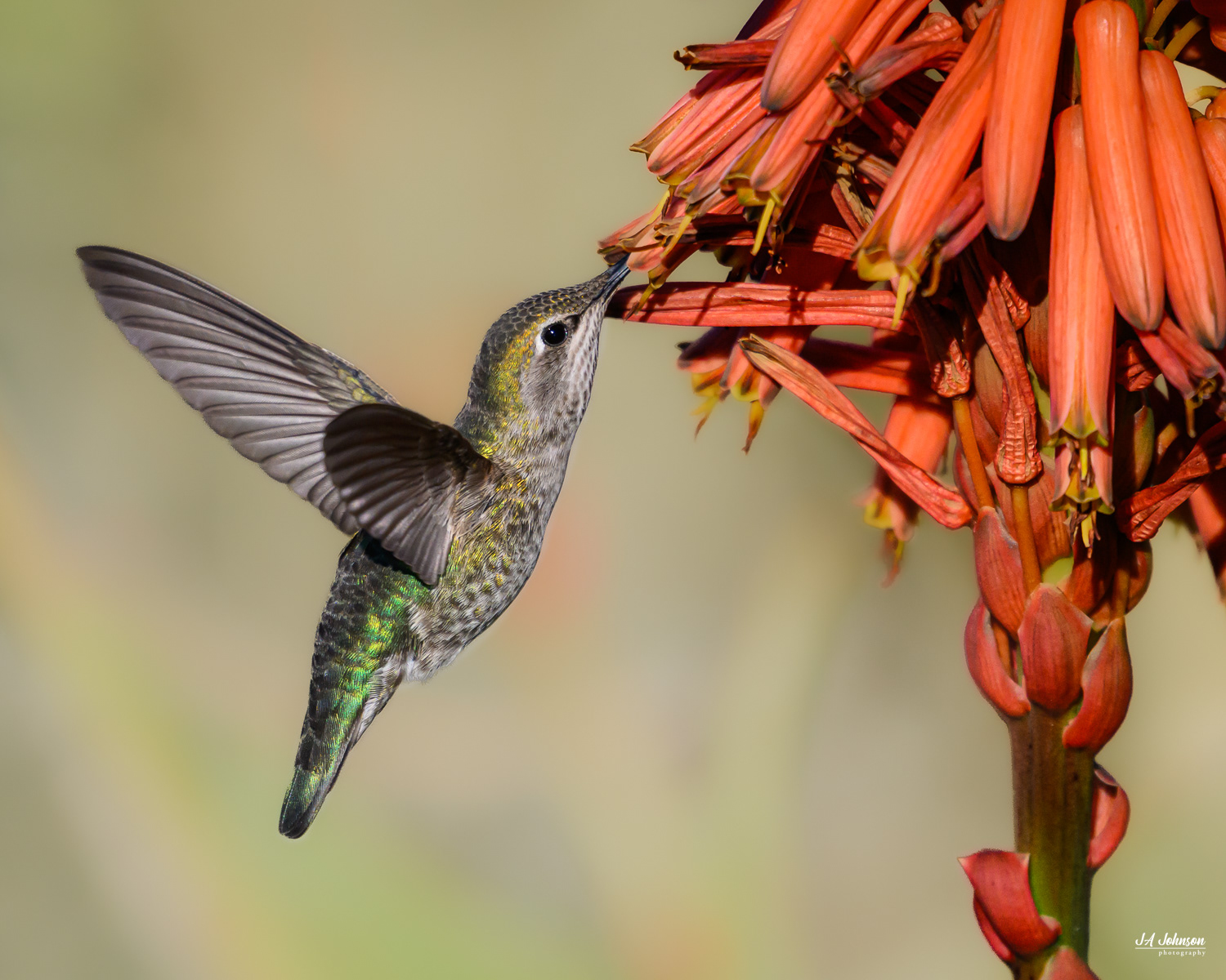 Anna's Hummingbird in Morro Bay, California 