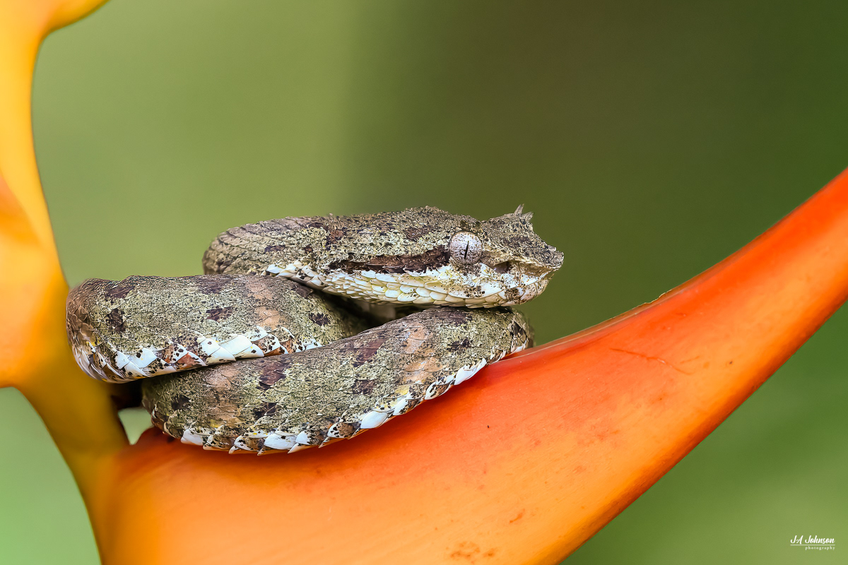 Eyelash Viper