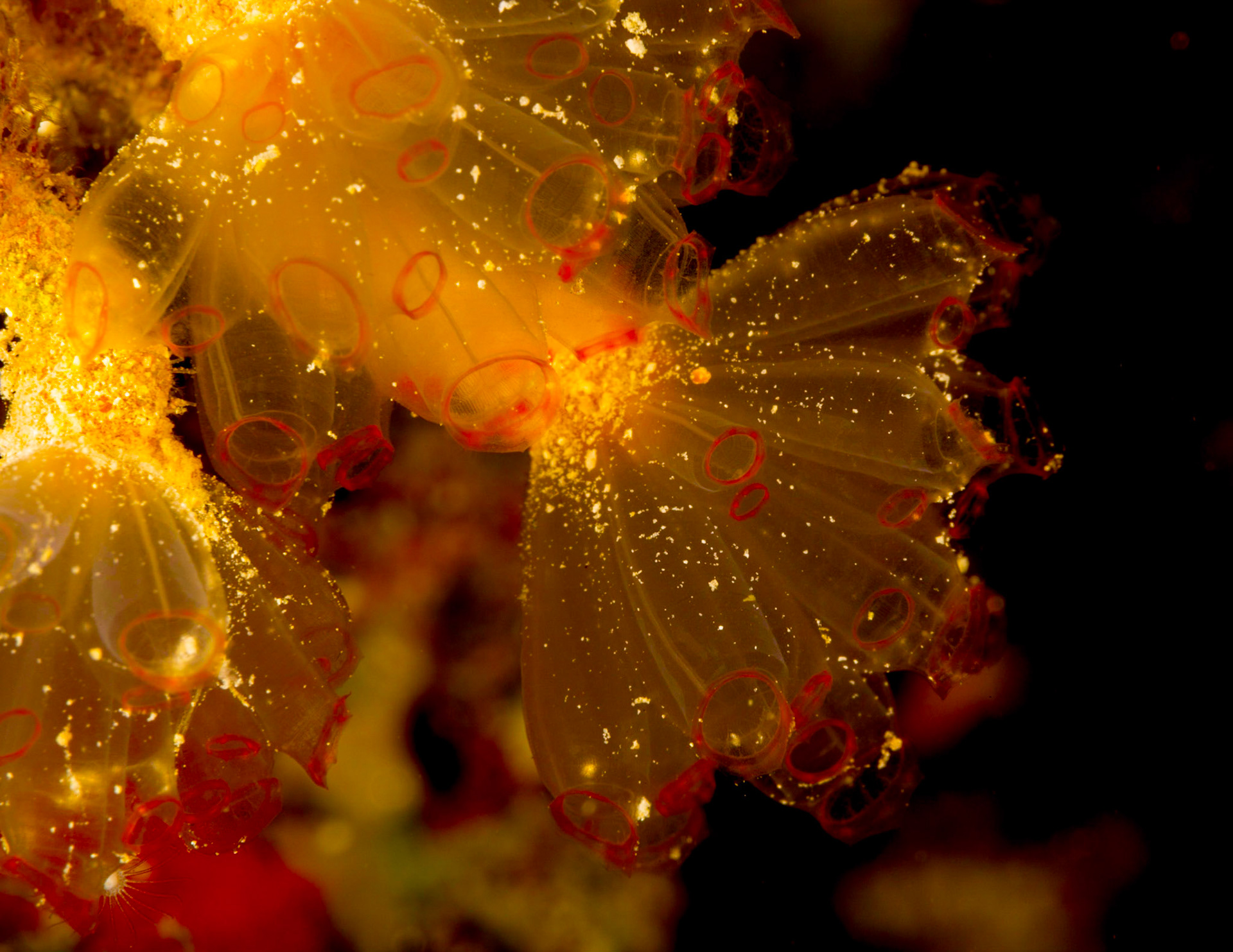 Translucent Tunicate