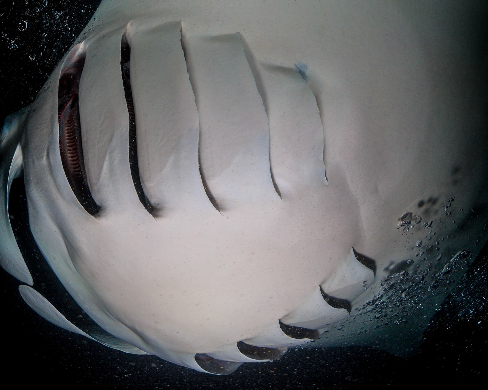 Open Gils with Visible Gil Plates