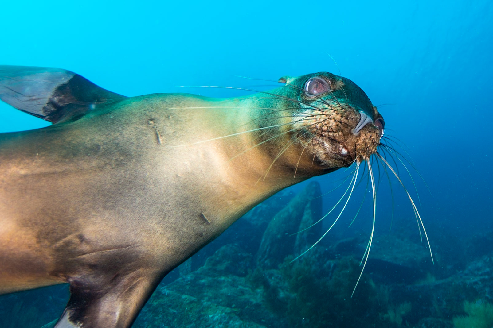 Sea Lion
