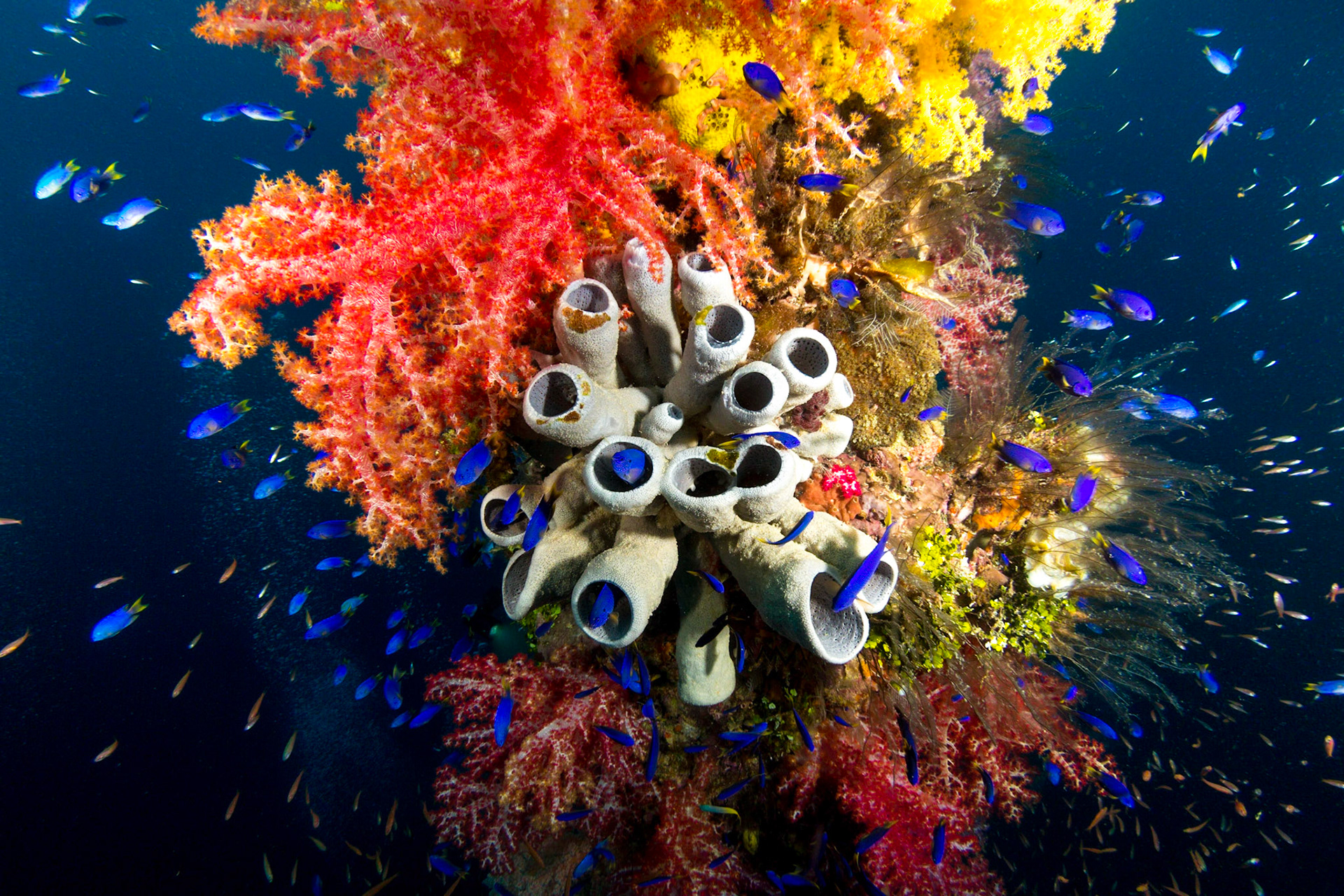 Colour Explosion - Shinkoku Maru Mast