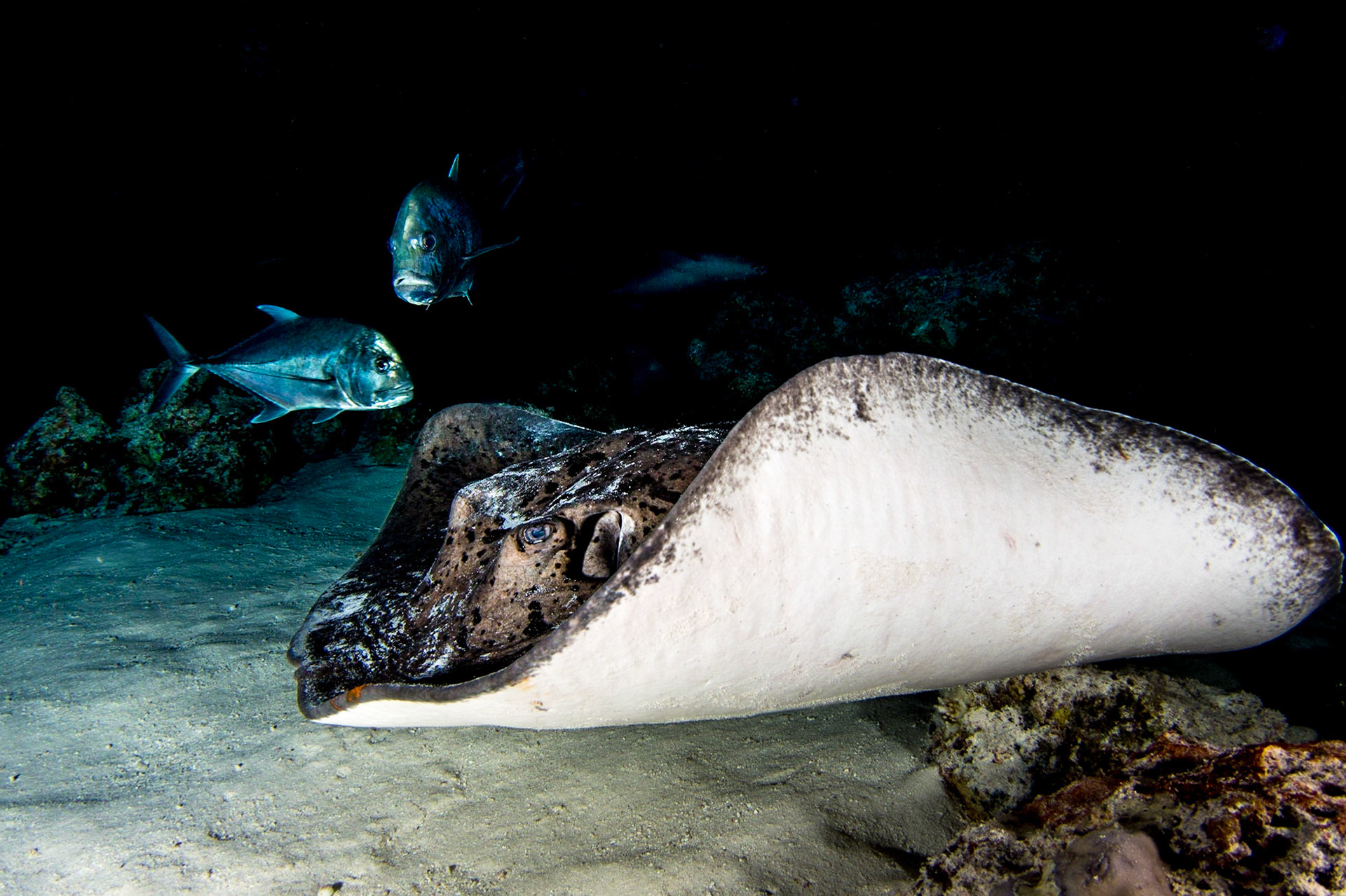 Night Dive with Marbled Stingray and Giant Trevally