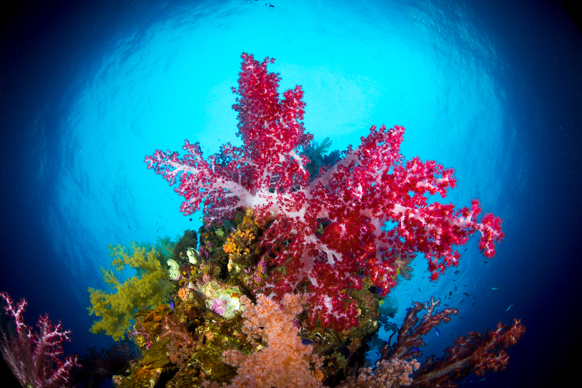 Soft Coral Colony - Shinkoku Maru Mast