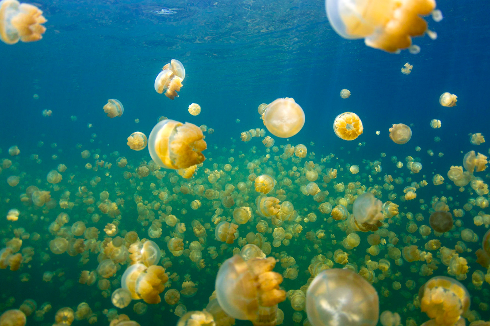 Jellyfish Lake