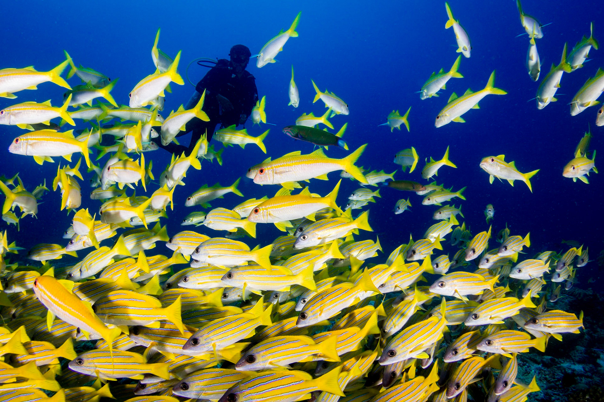 Blue Stripped Yellow Snapper