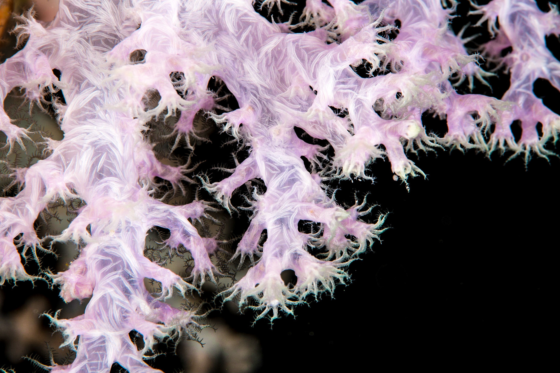 Soft Coral Dendronephthya