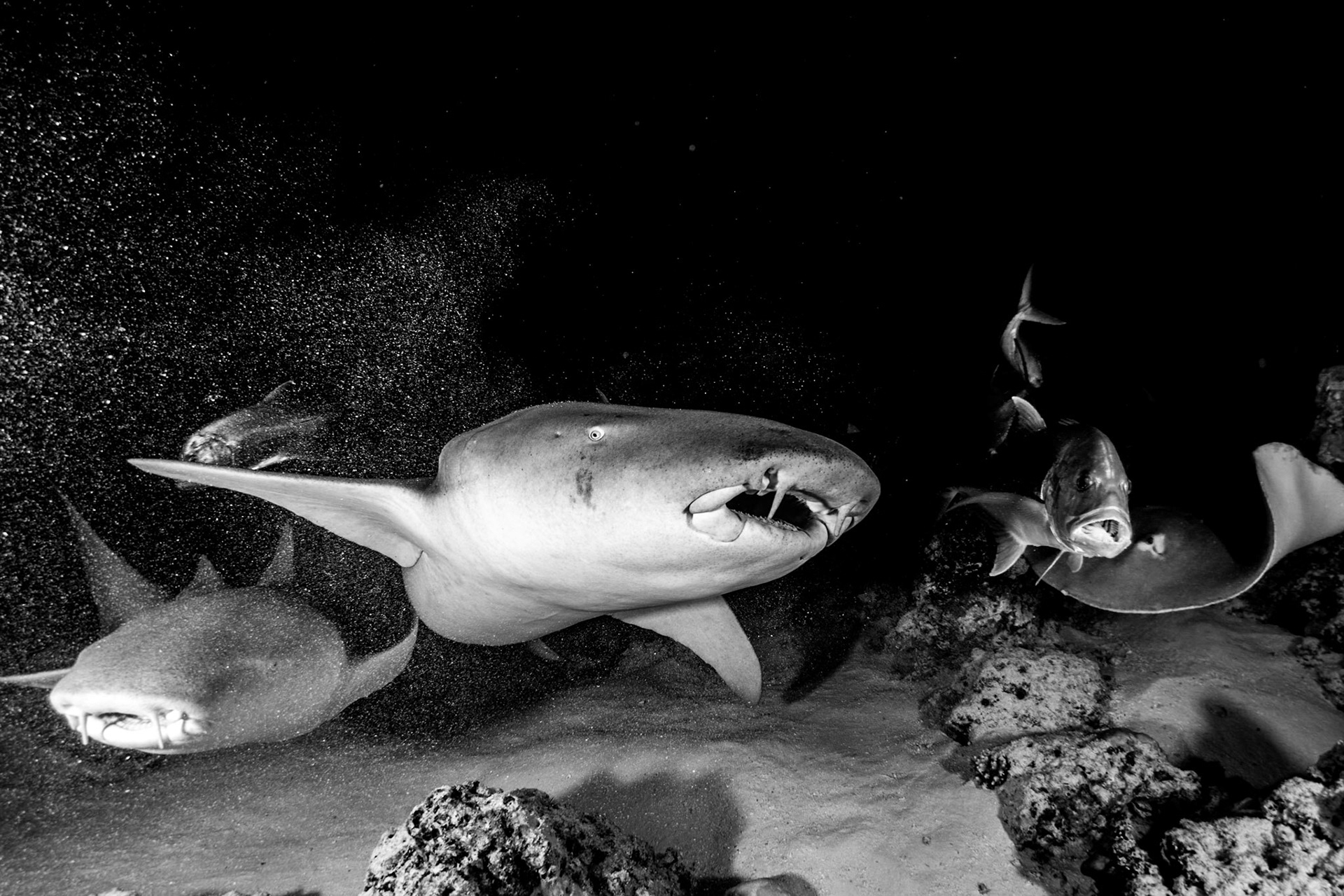 Nurse Sharks, Giant Trevally and Stingray