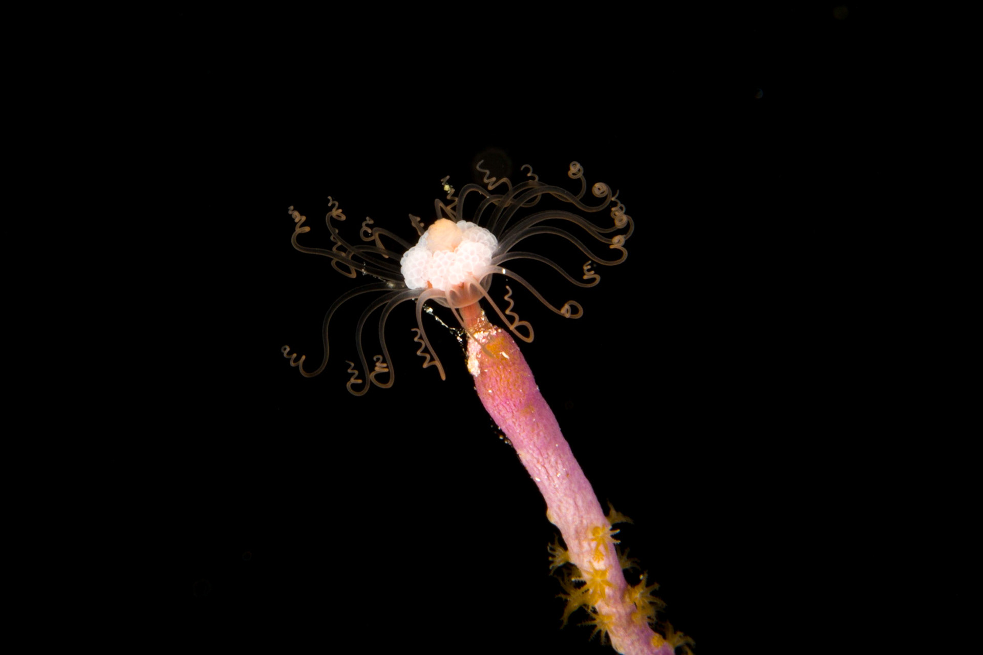 Sea Plume reproductive cycle