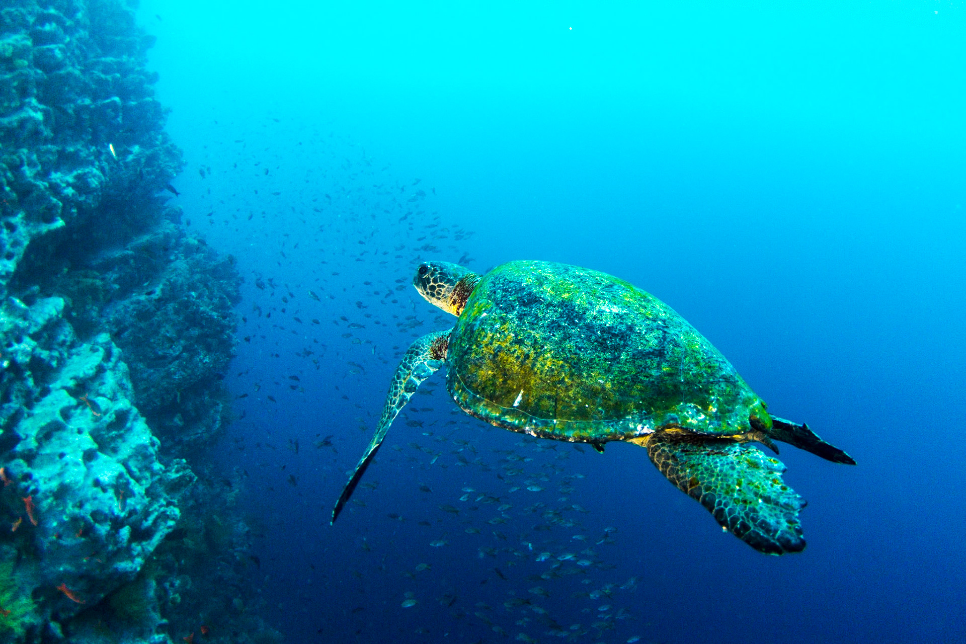 Green Sea Turtle
