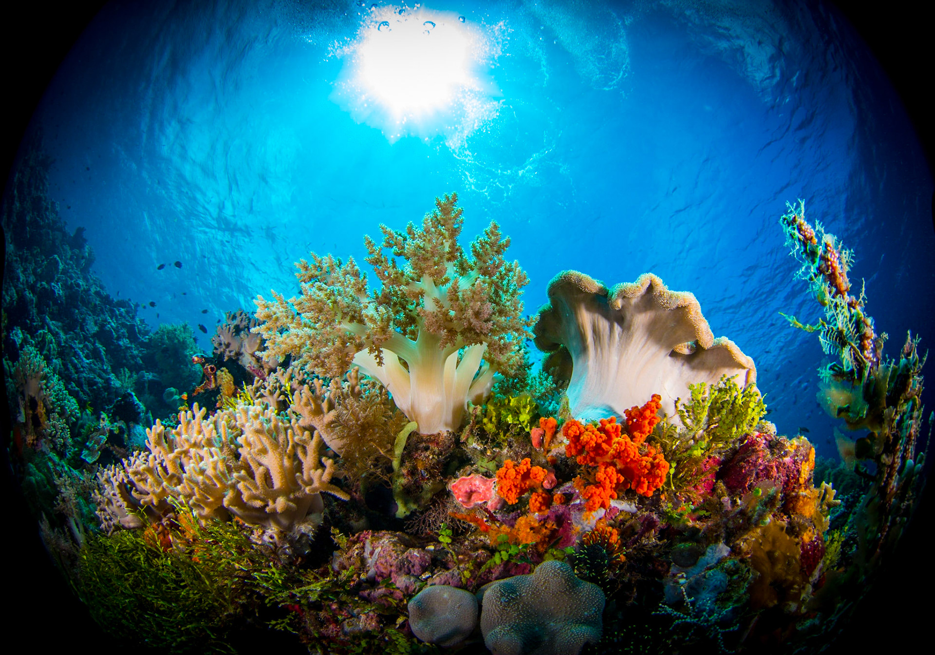 Soft Corals under the sun