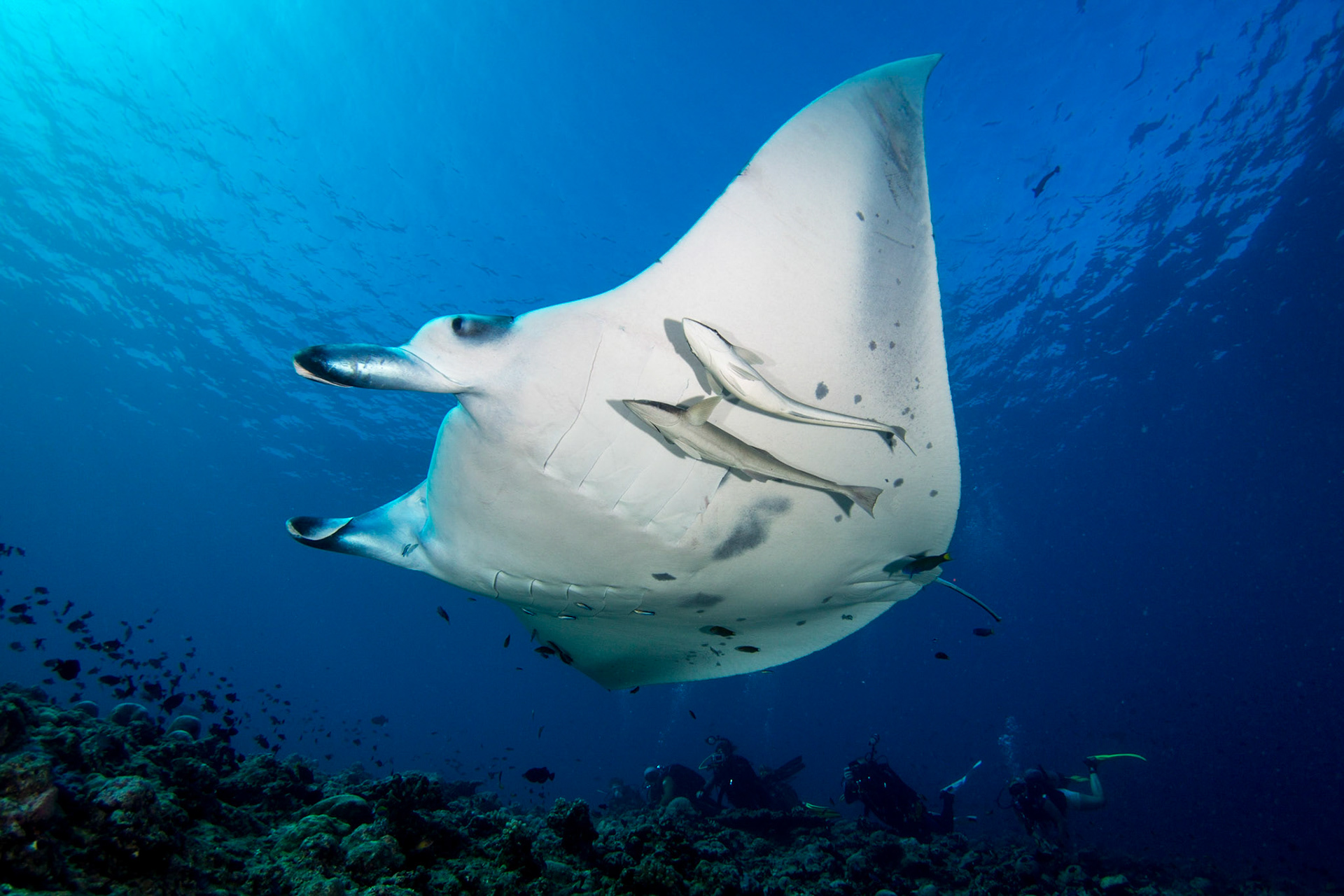 Manta Ray