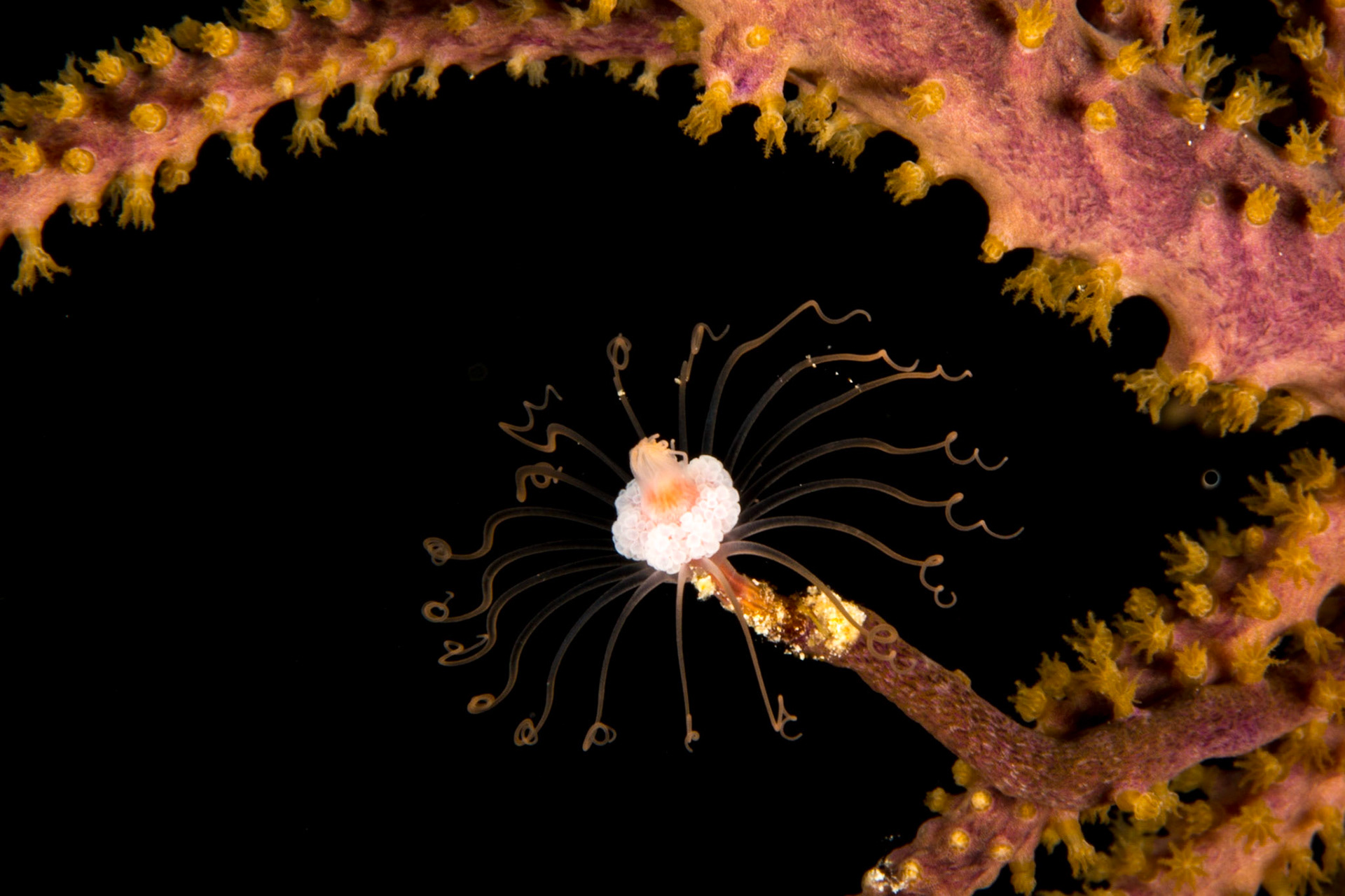 Sea Plume reproductive cycle